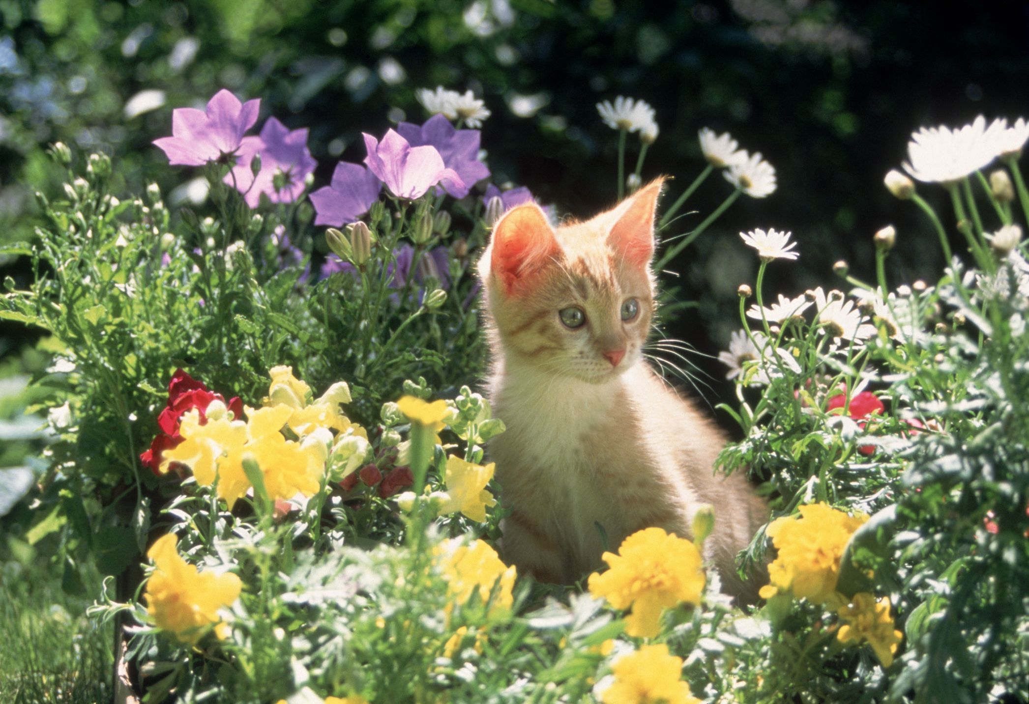 Cat With Flower Wallpapers - Wallpaper Cave