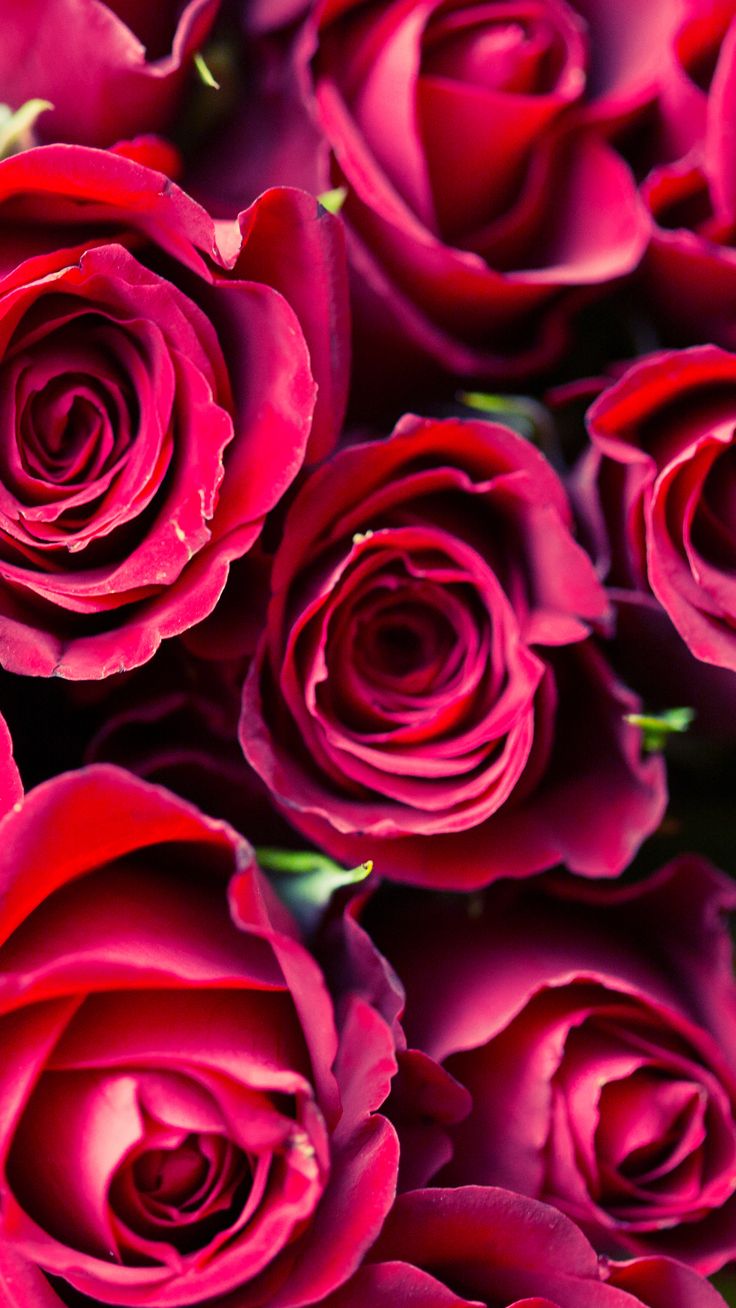 Super Cute Valentine's Day iPhone Wallpaper. Preppy Wallpaper. Valentines wallpaper iphone, Wallpaper iphone roses, Valentines wallpaper