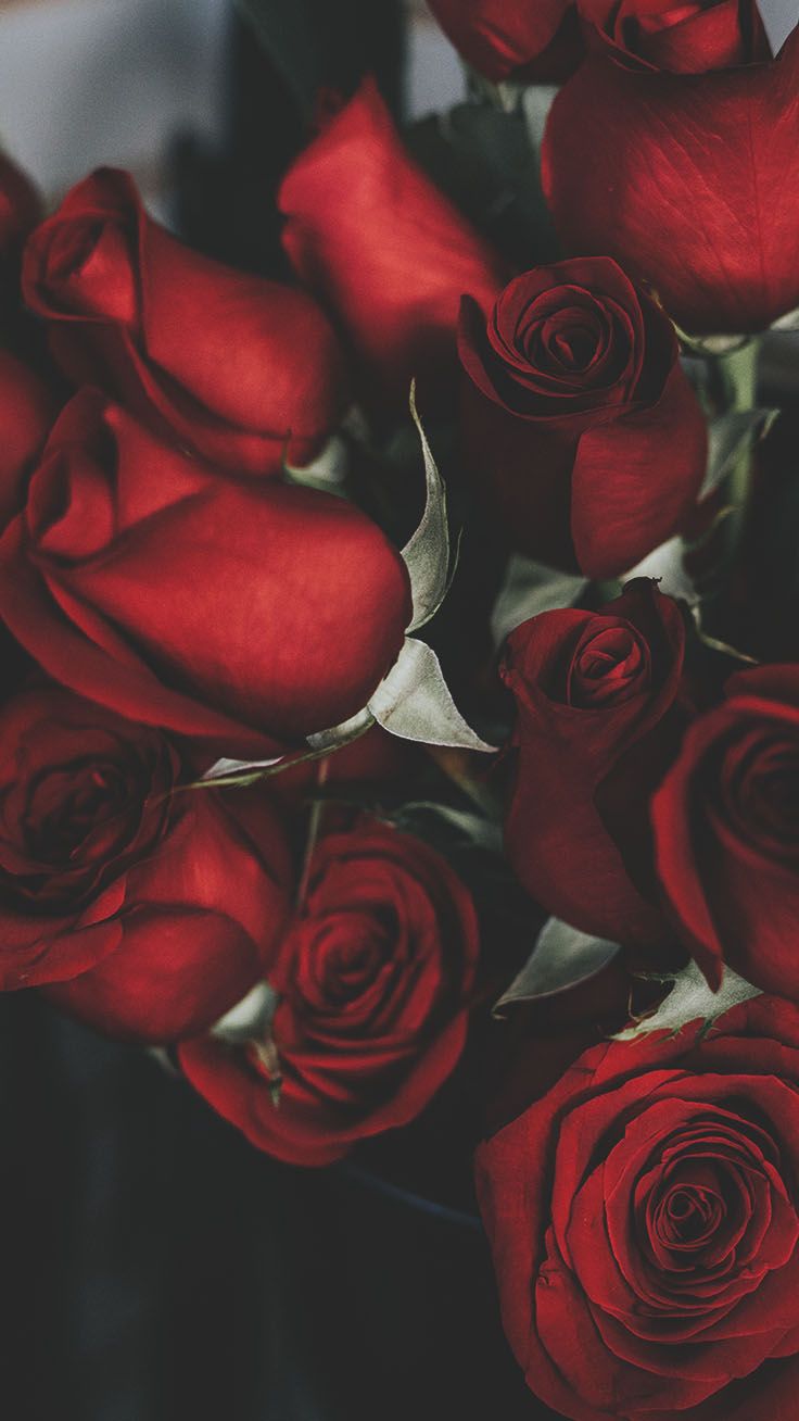 Red Roses iPhone Wallpaper Free Red Roses iPhone Background