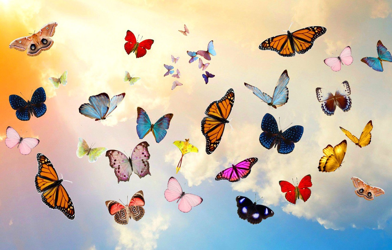 Wallpaper the sky, clouds, butterfly, collage image for desktop, section разное