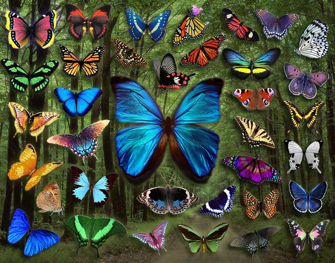 Free download Butterflies image Butterfly Collage HD wallpaper and background [1344x1056] for your Desktop, Mobile & Tablet. Explore Butterfly Wallpaper Imaged Butterfly Wallpaper, Wallpaper with Butterflies, Free Butterfly