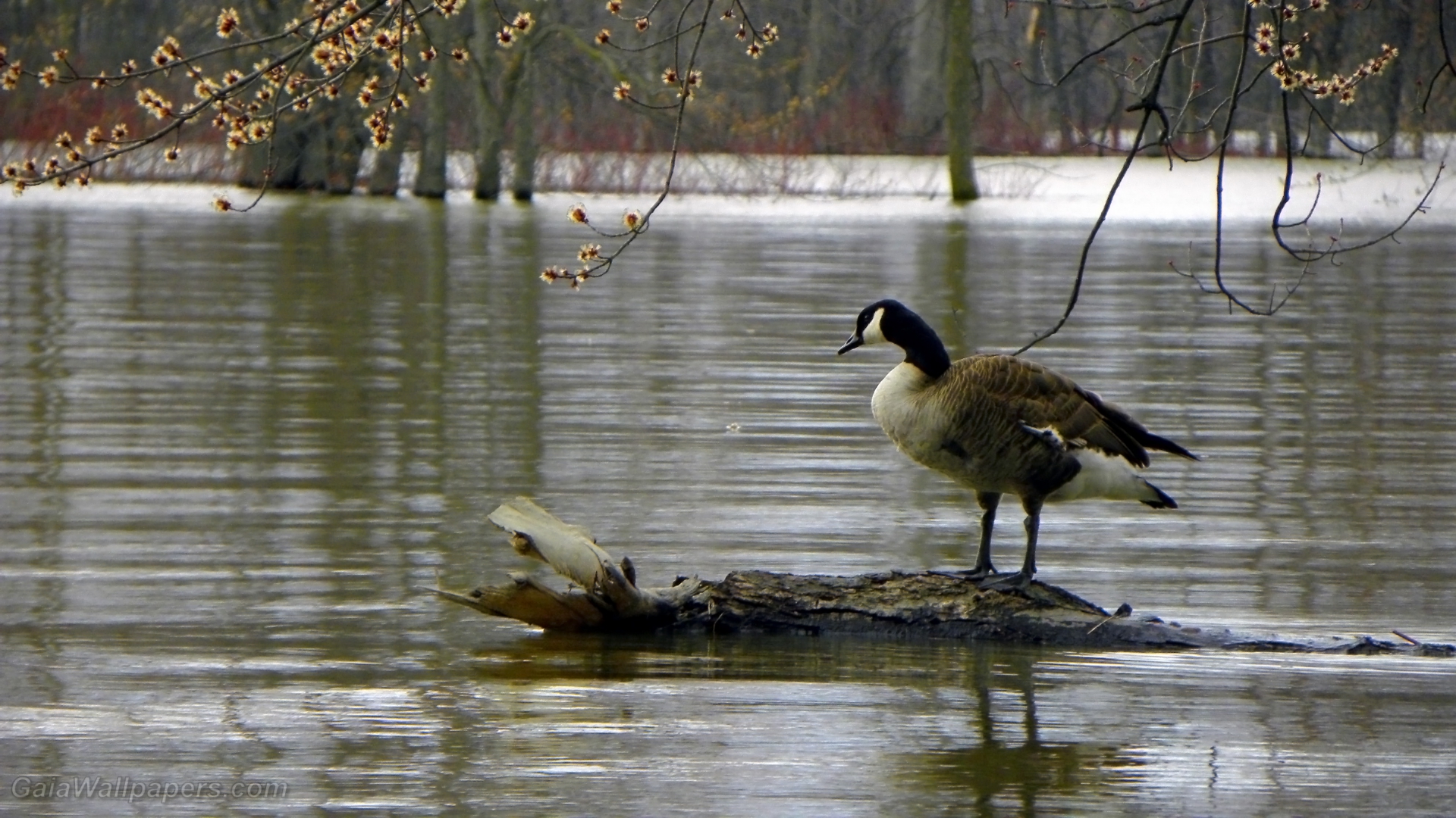 Canada Goose looking at high water during early spring wallpaper 1920x1080 Desktop Wallpaper