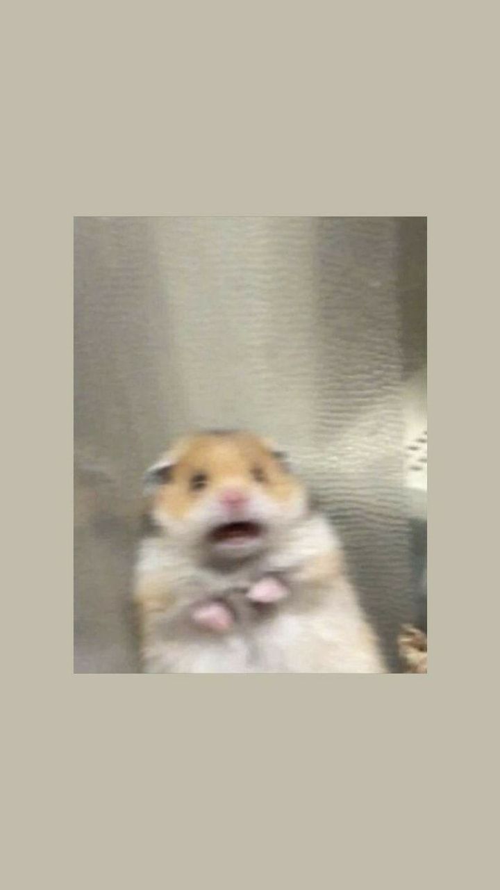 Hamster Meme Wallpaper Free Hamster Meme Background