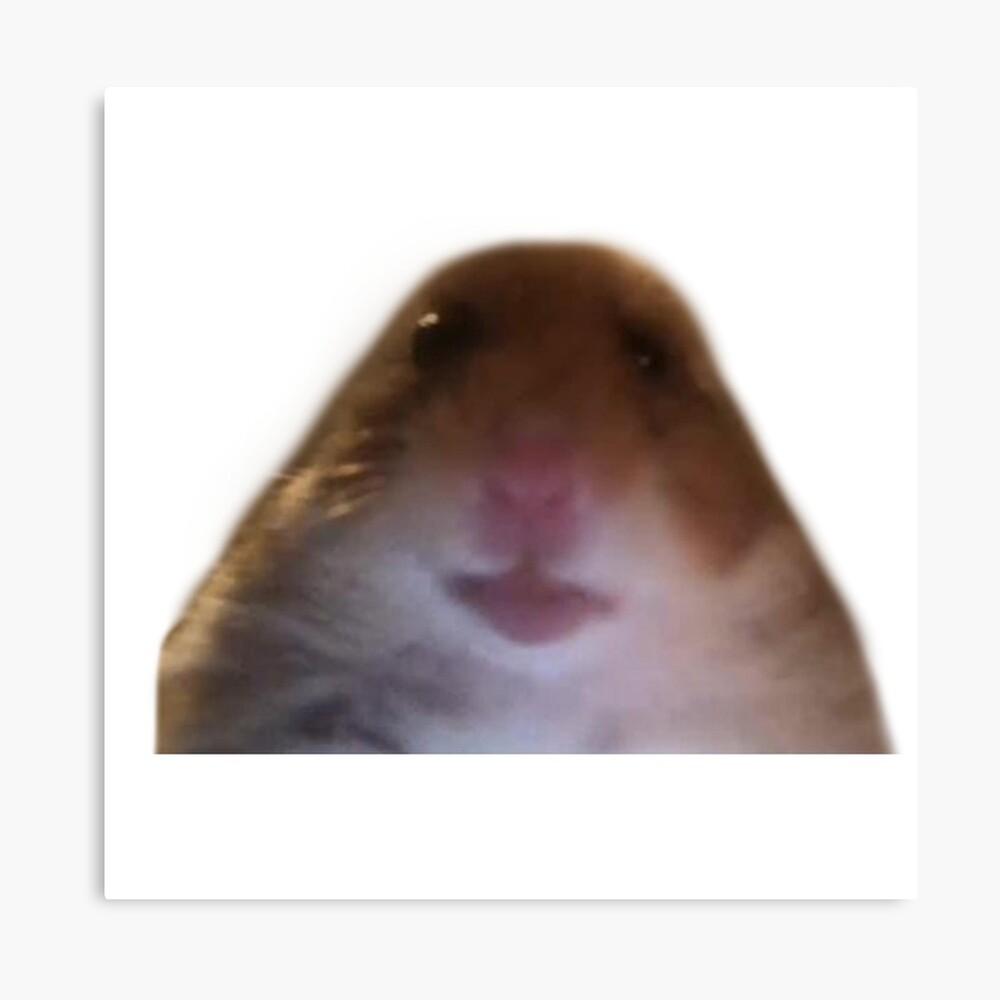 Hamster Staring Meme Photographic Print