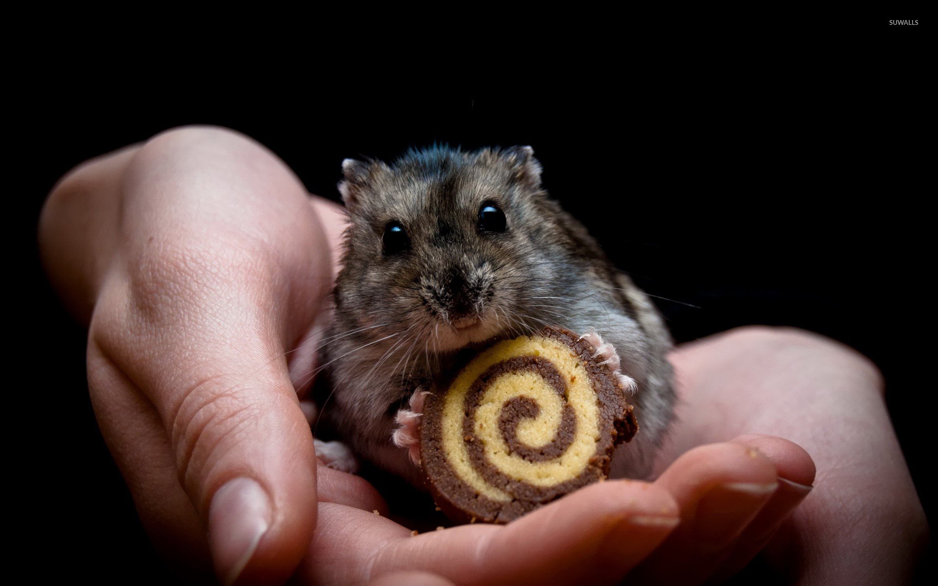 Hamster eating cookie wallpaper wallpaper
