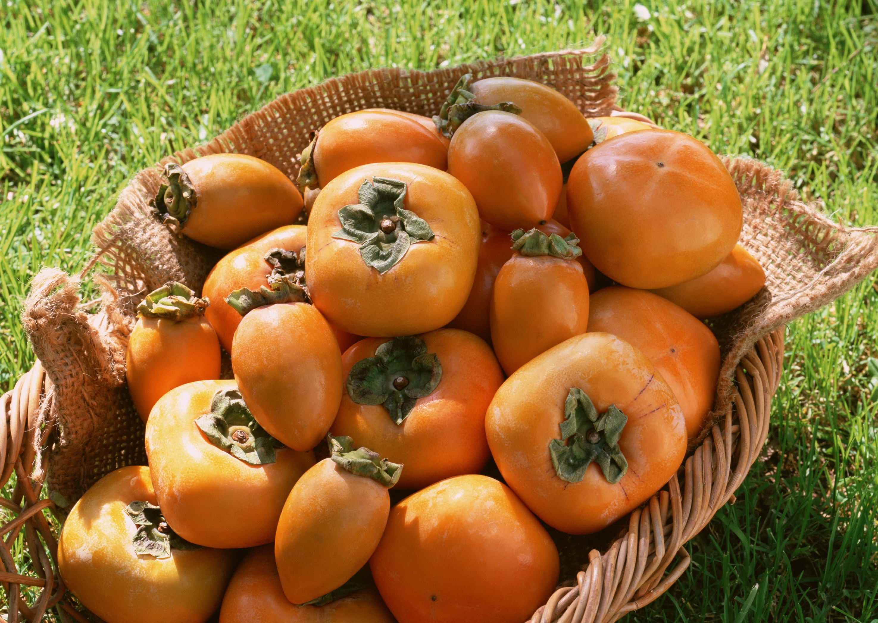 Persimmon Wallpapers Wallpaper Cave Wp10439779