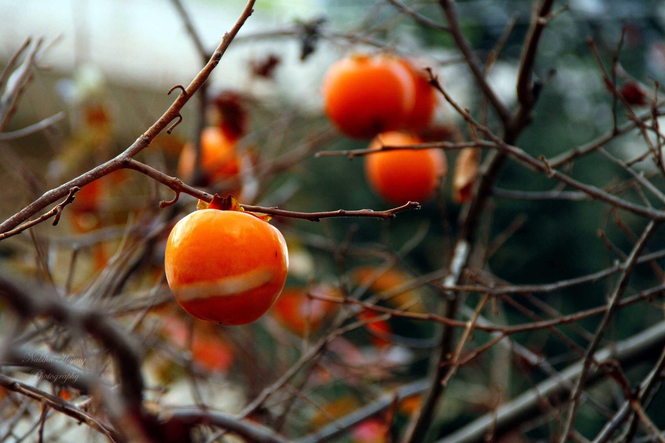 Persimmon Wallpapers - Wallpaper Cave