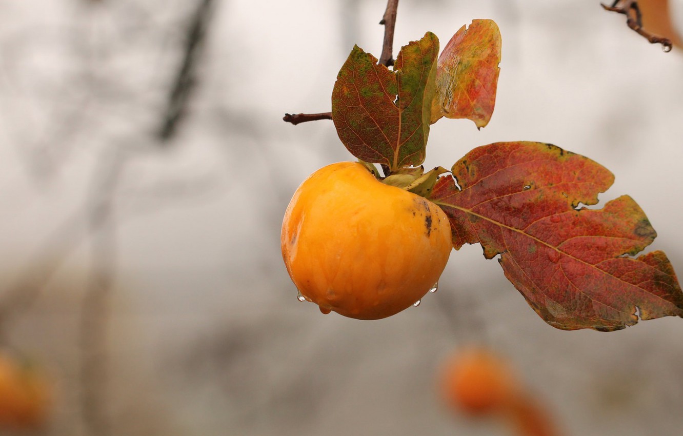 Wallpaper autumn, rain, branch, persimmon image for desktop, section природа