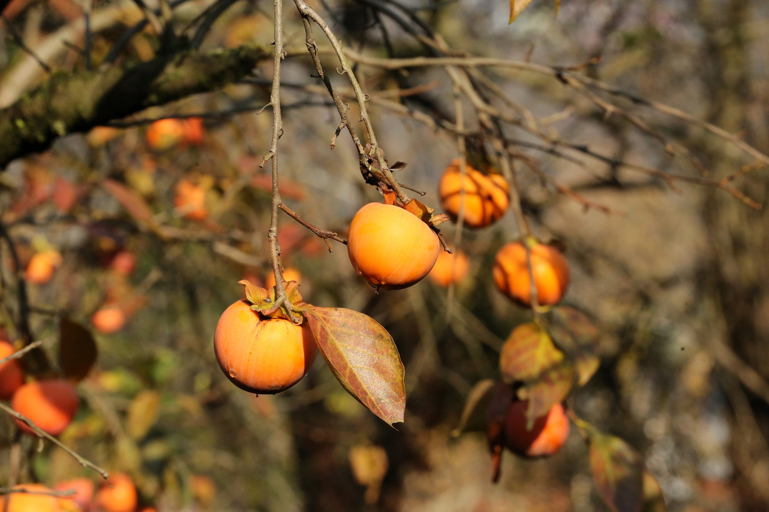 2020, a golden year for dried Mediterranean persimmon in Turkey