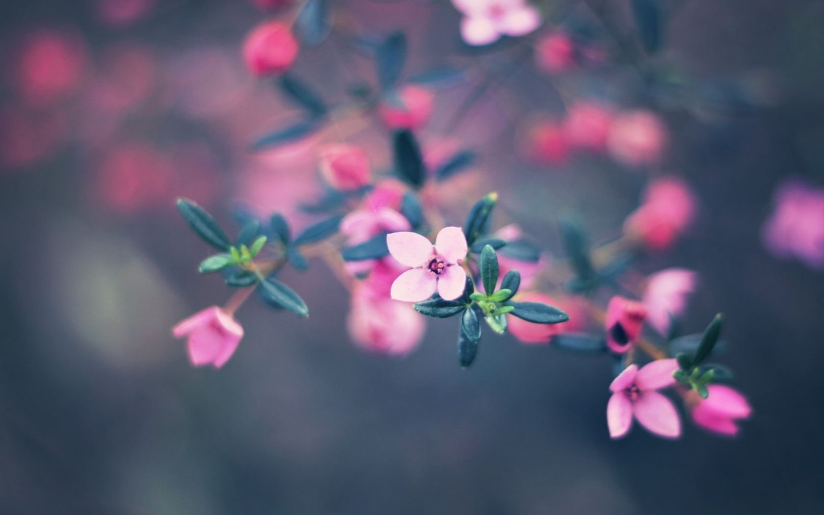 Small Flower Wallpaper Free Small Flower Background