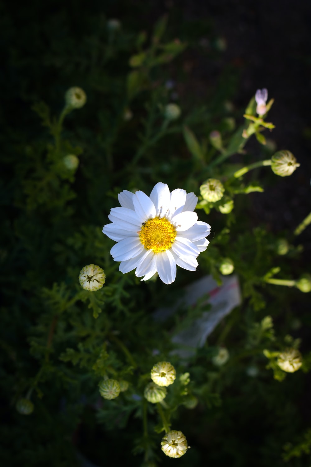 Small Flowers Picture. Download Free Image