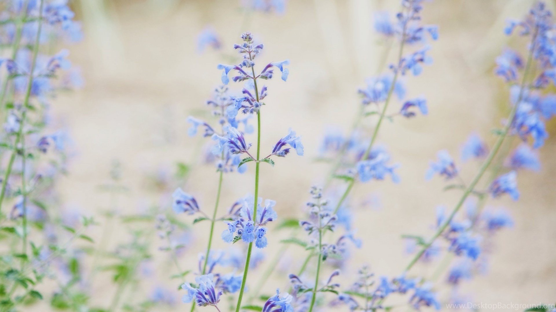 Blue Small Flowers HD Desktop Wallpaper, Widescreen, High. Desktop Background