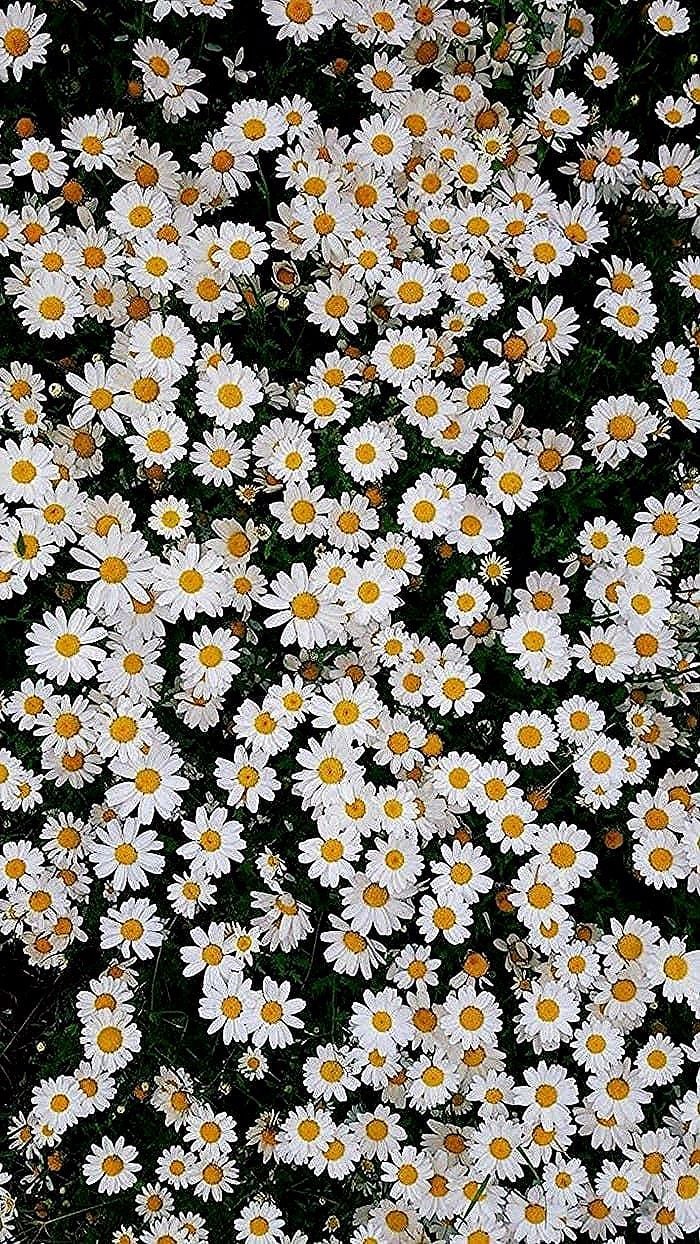 spring desktop wallpaper, lots of small white daisies, floral phone wallpaper #photoshop #collage. Spring desktop wallpaper, Spring wallpaper, Sunflower wallpaper