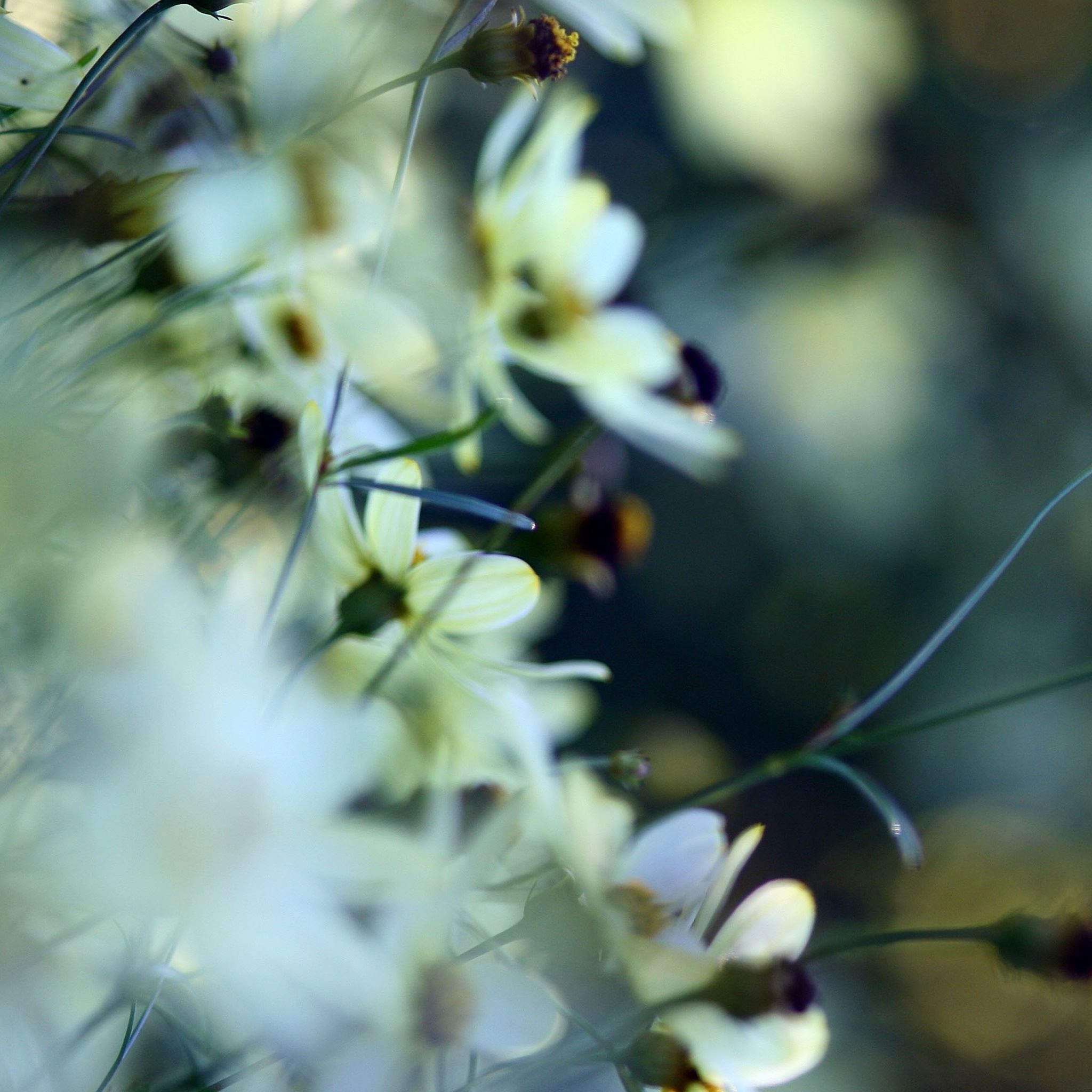 White Small Flowers iPad Air Wallpaper Free Download