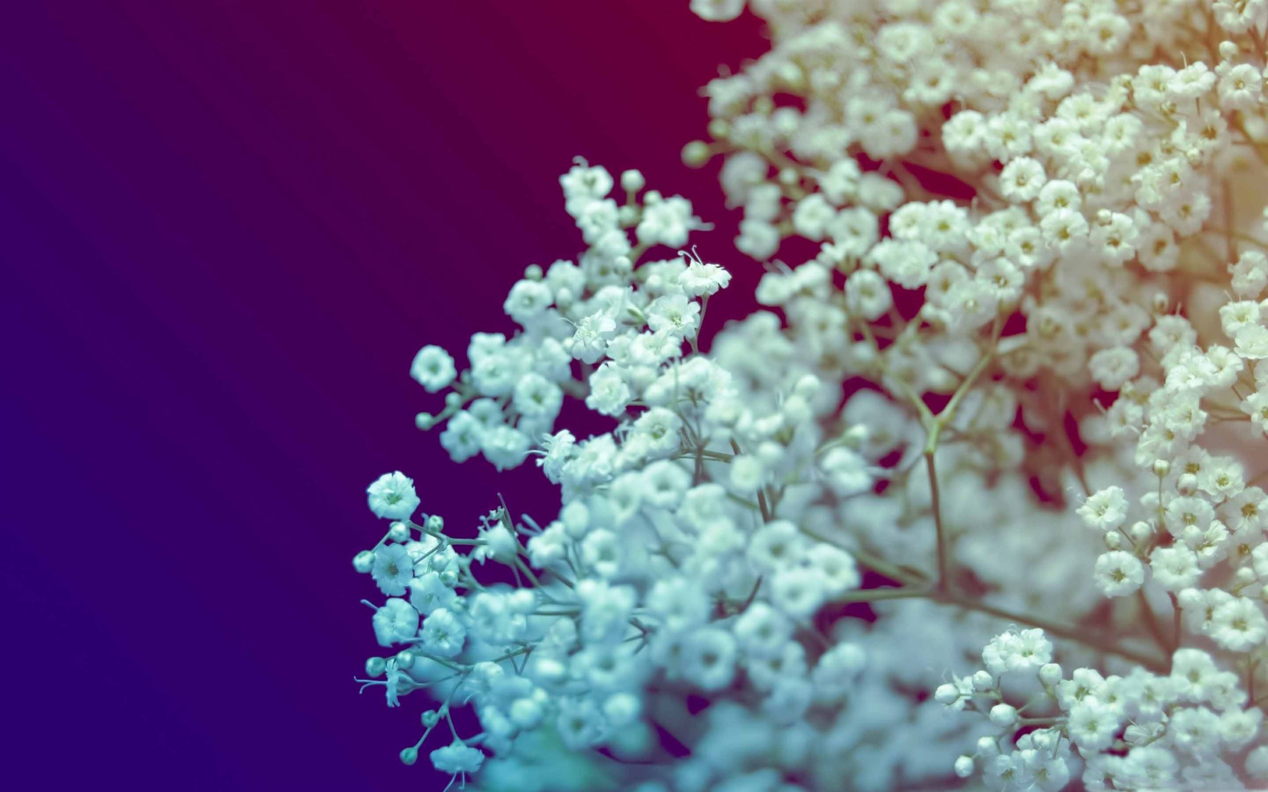 White Small Flowers Mac Wallpaper Download