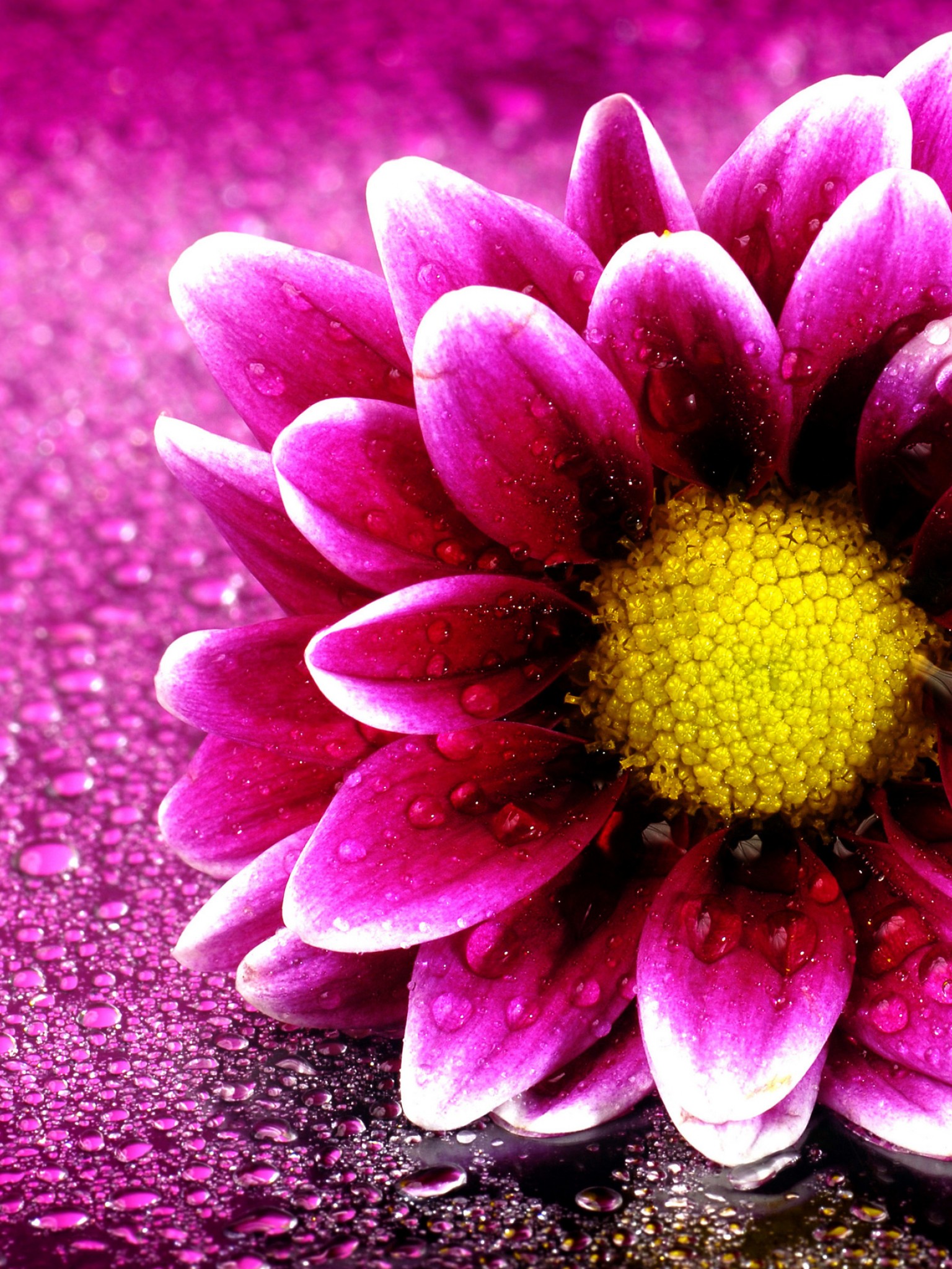 Download Free Small Pink flower Wallpaper Retina iPad