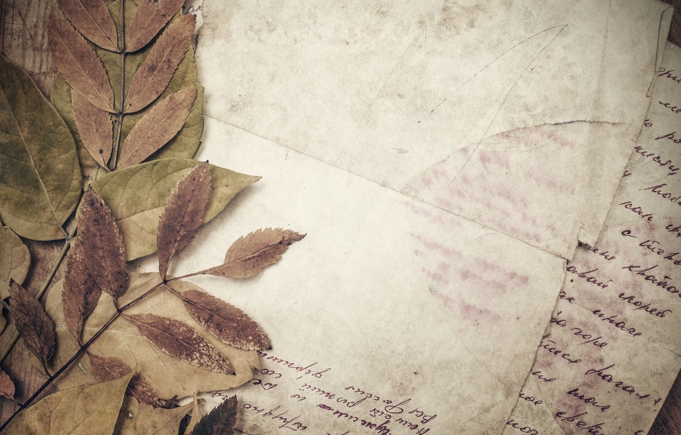 Wallpaper paper, line, vintage, vintage, dry leaves image for desktop, section разное