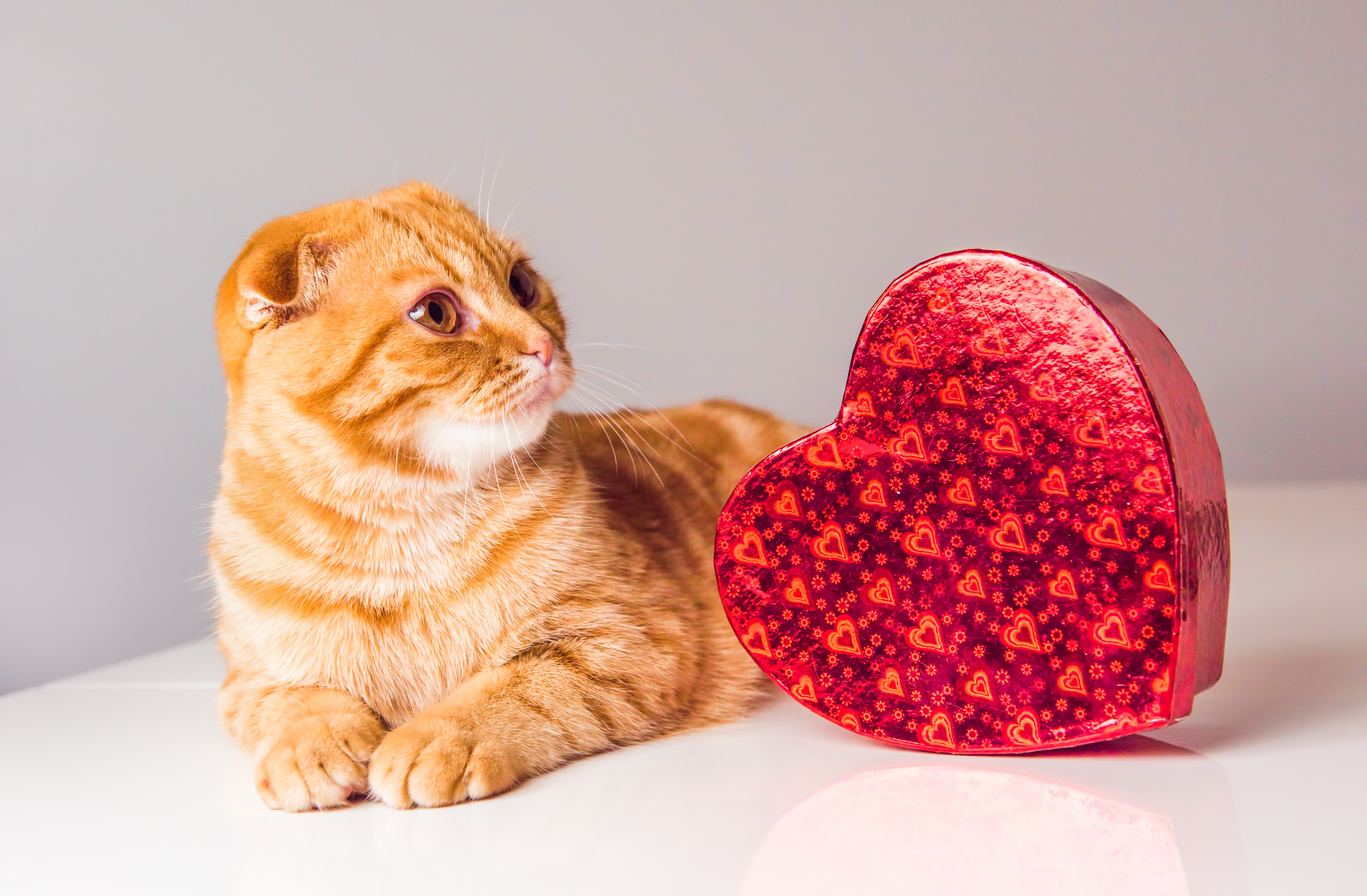 Cats Who Want To Be Your Valentine This Valentine's Day [PICTURES]