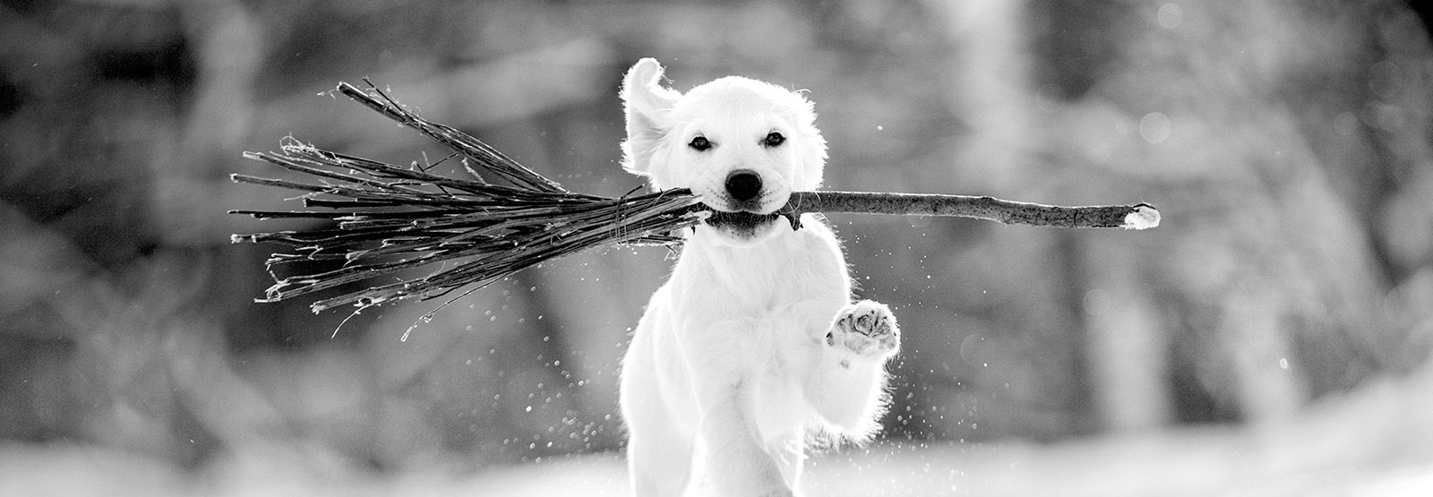 Black And White Winter Dogs Wallpapers - Wallpaper Cave