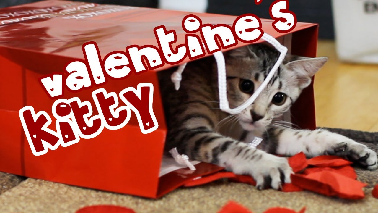 VALENTINE'S KITTY