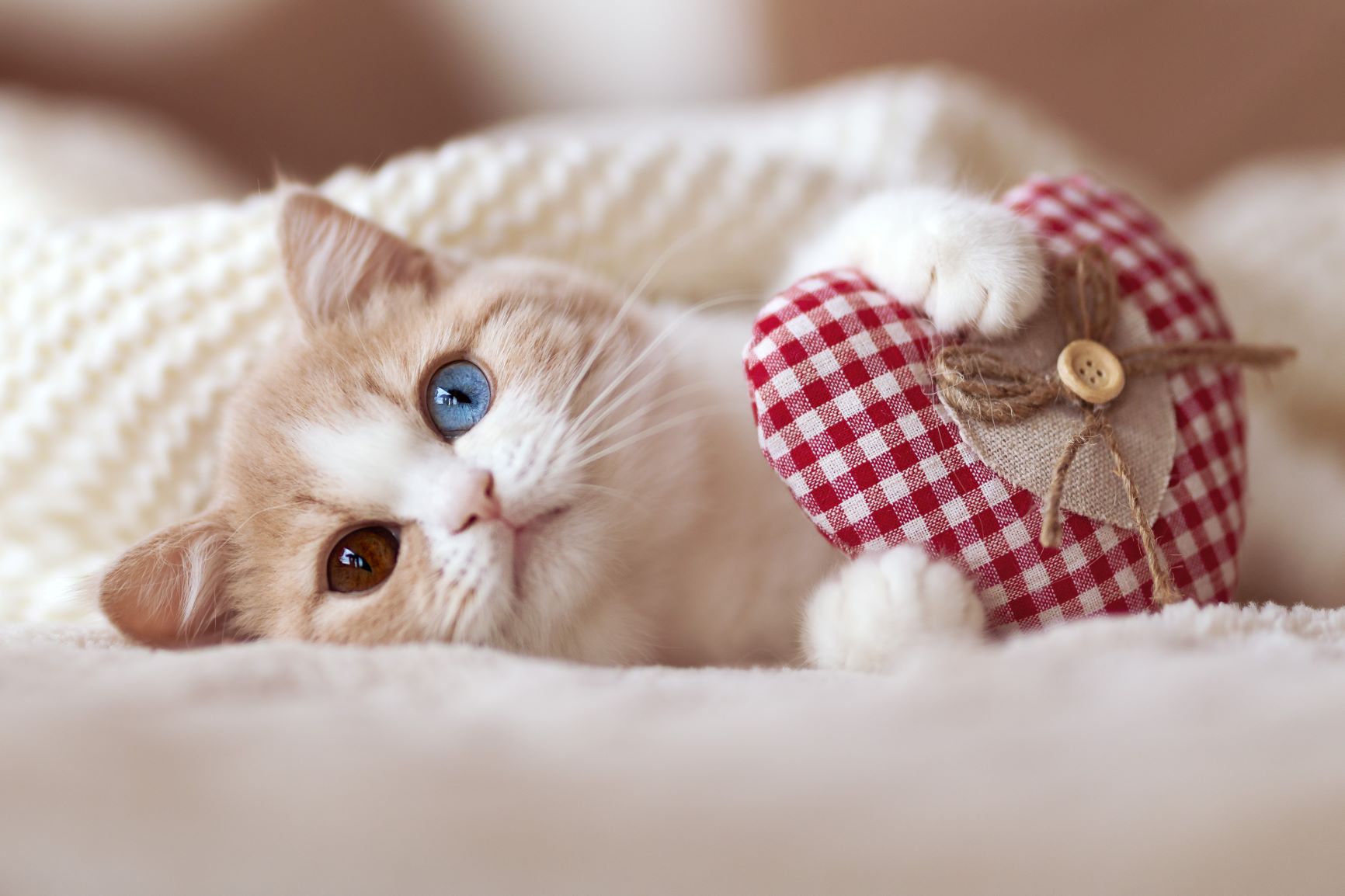 Valentine's day: Gift ideas for cats!