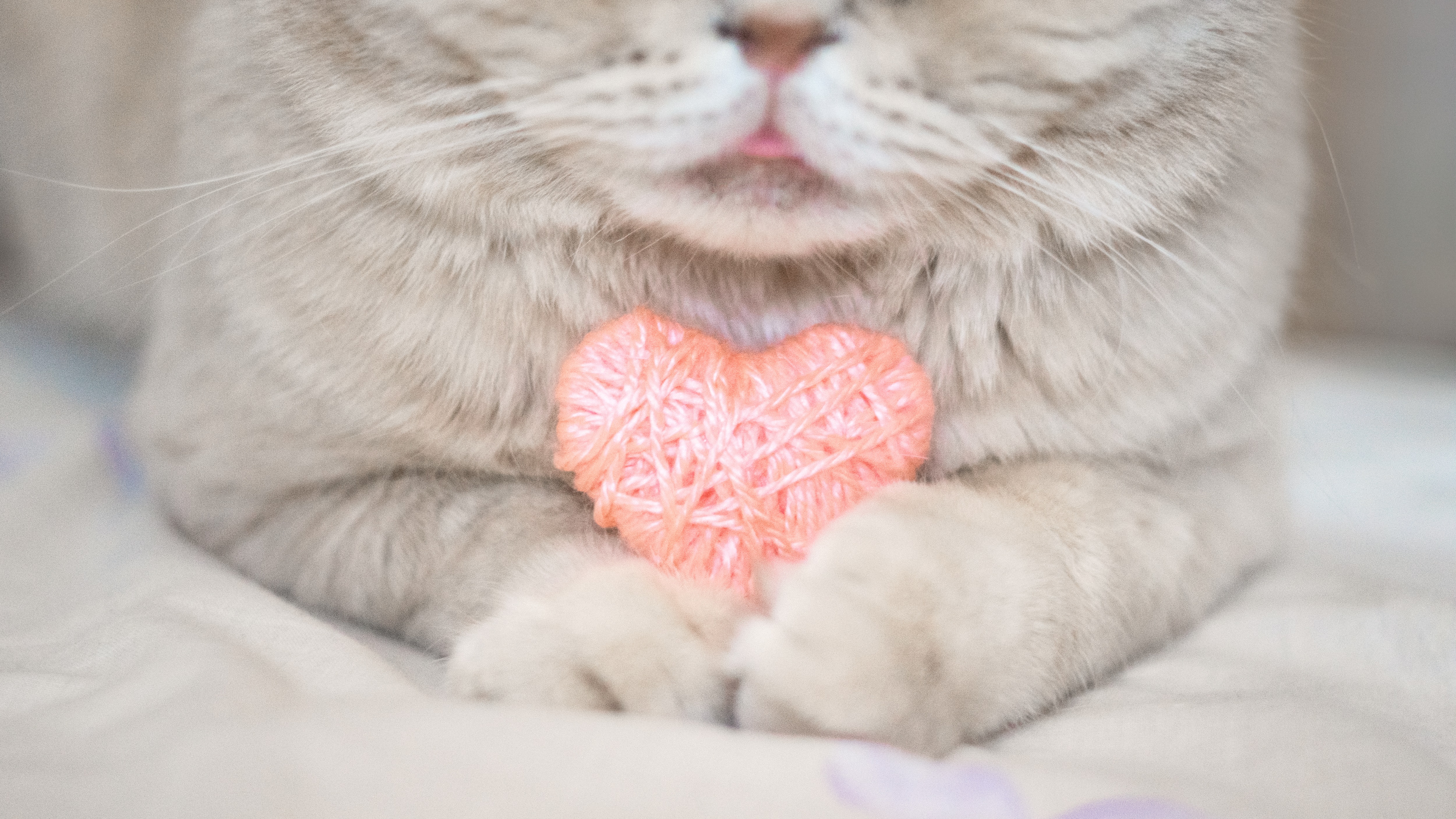 Cats Who Want To Be Your Valentine This Valentine's Day [PICTURES]