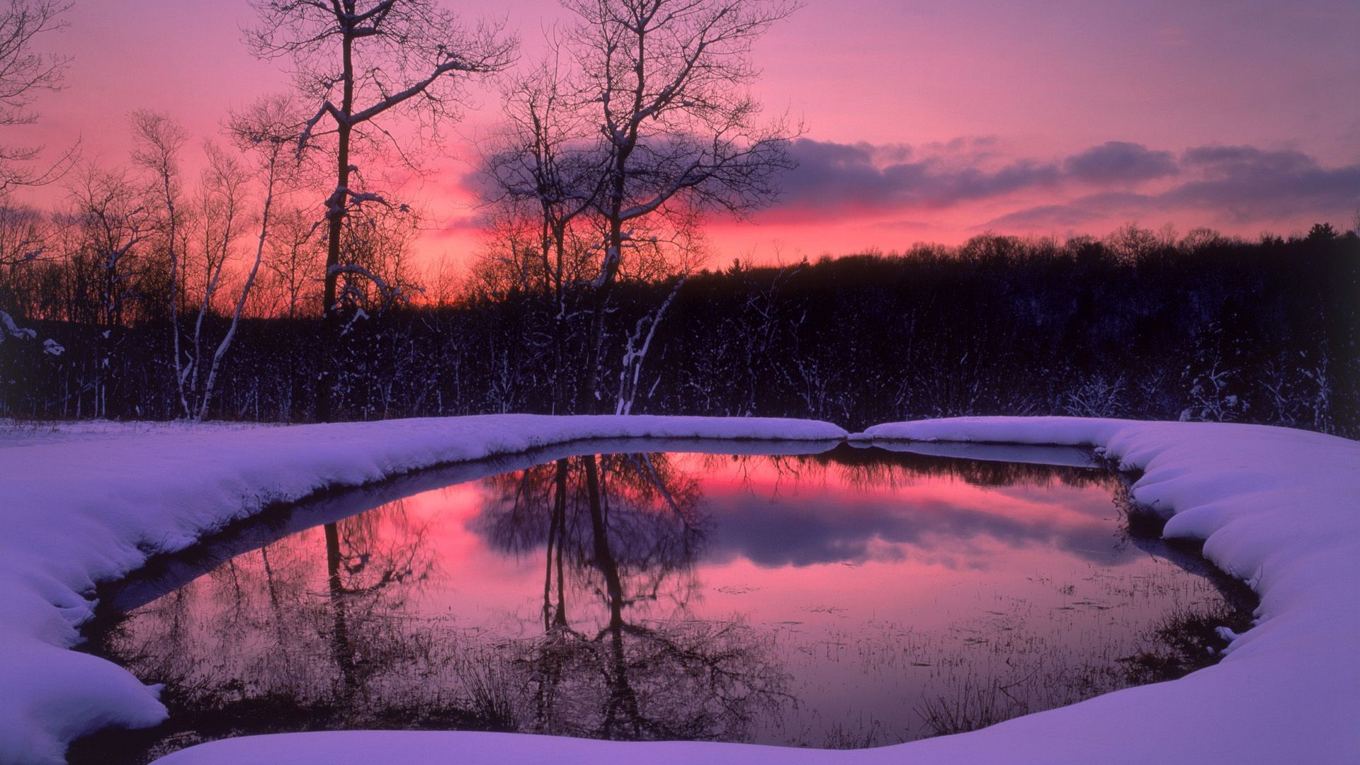 Forest trees night Snow winter lake