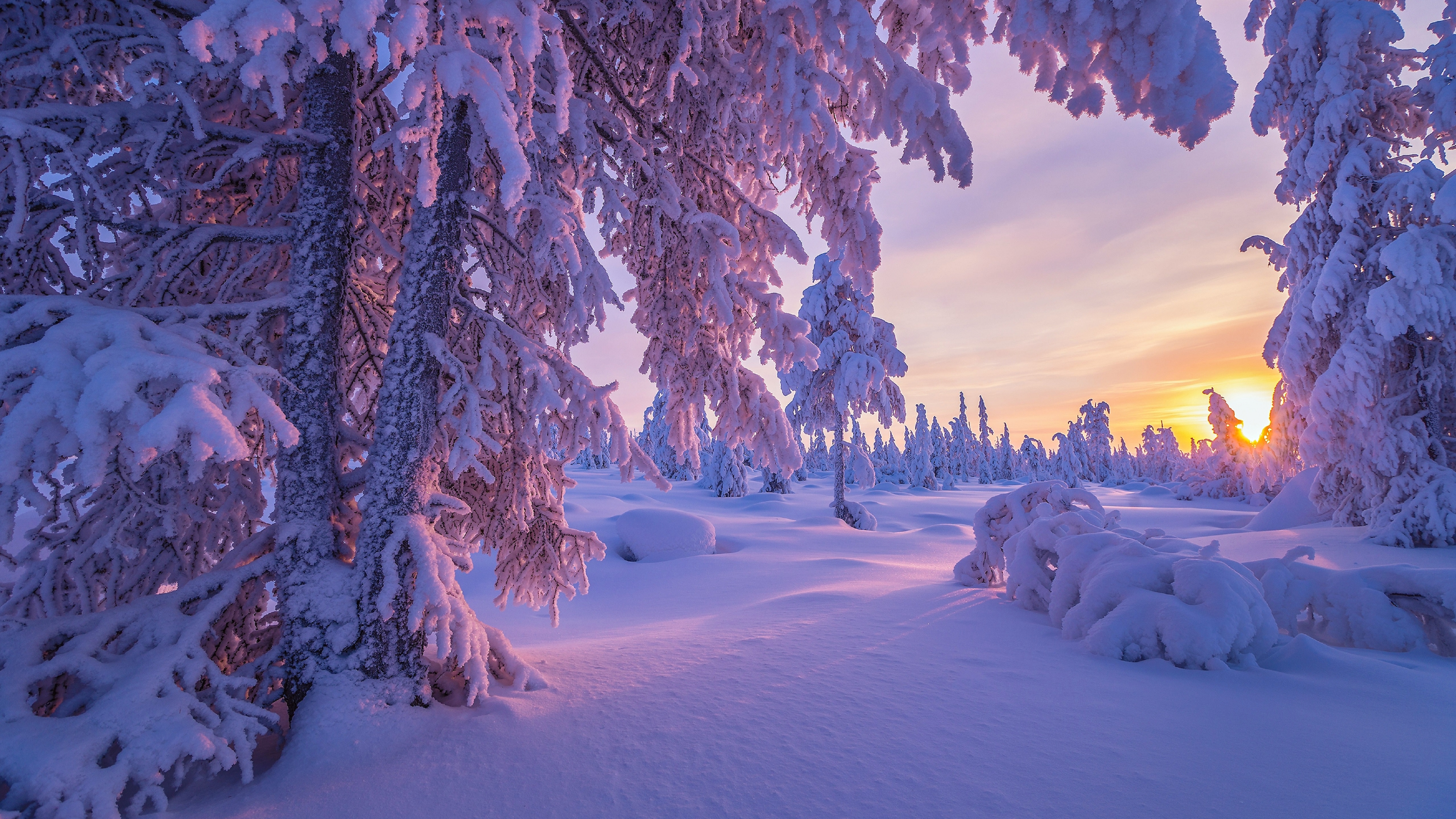 Wallpaper, nature, winter, sunset, trees, snow 5120x2880ÍaBrachett
