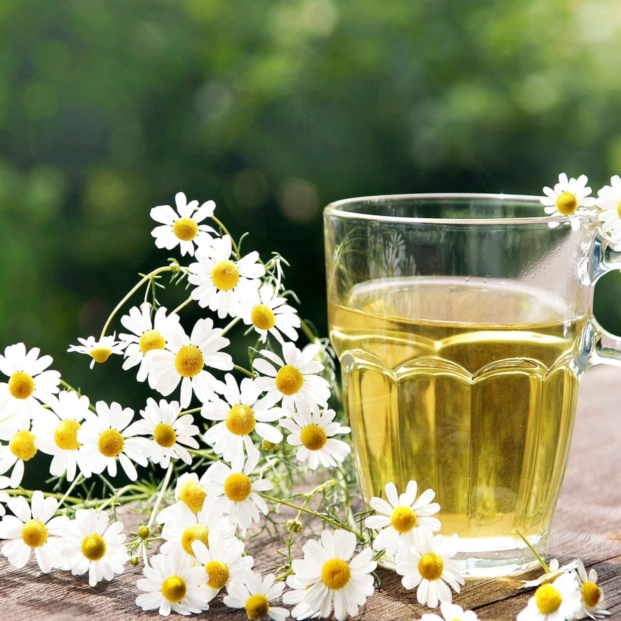 Tea Herbal Chamomile Cup Glass Nature iPad Air Wallpaper Free Download