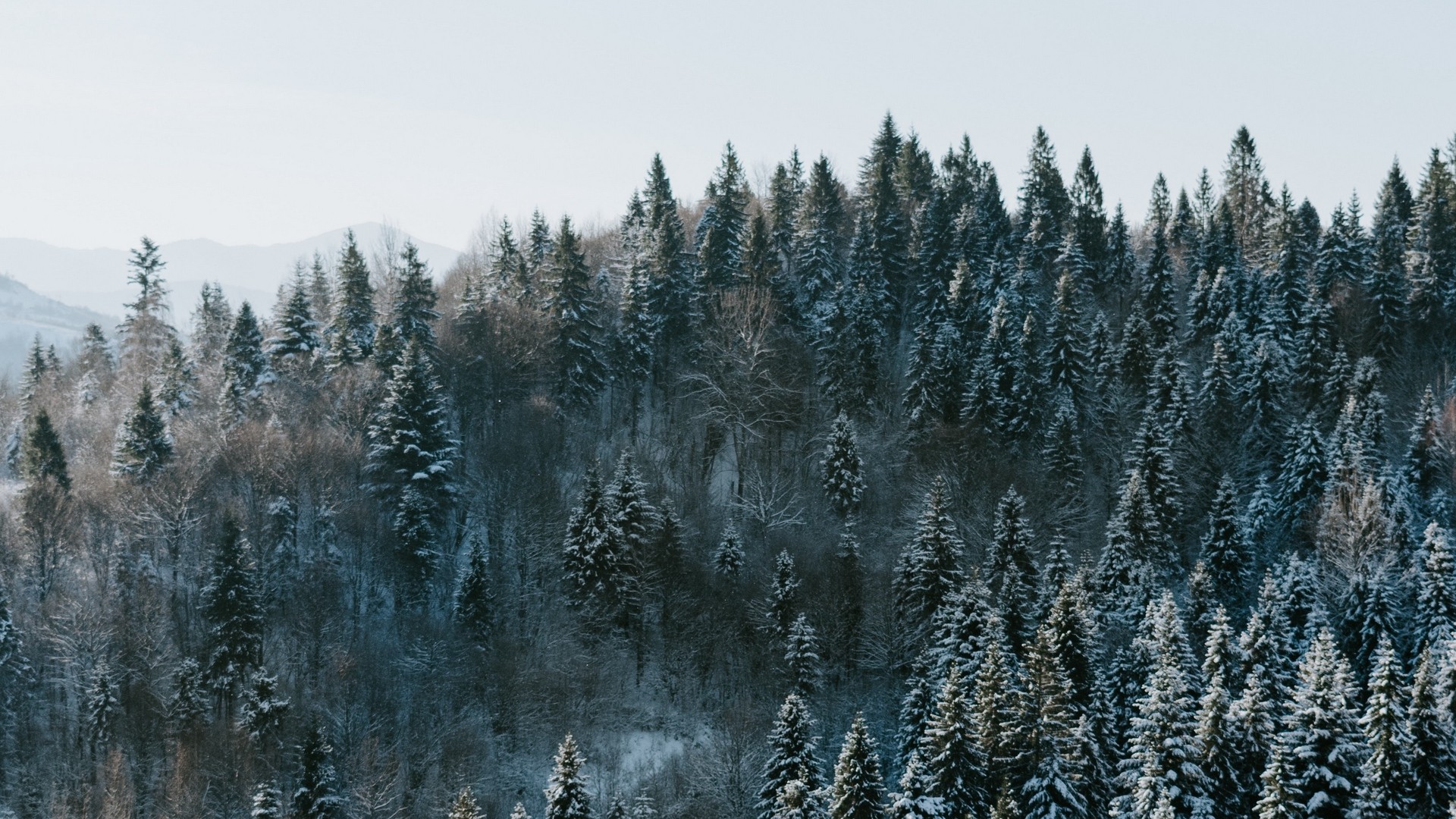 Trees, winter, forest, top view, snowy. picture, photo, desktop wallpaper