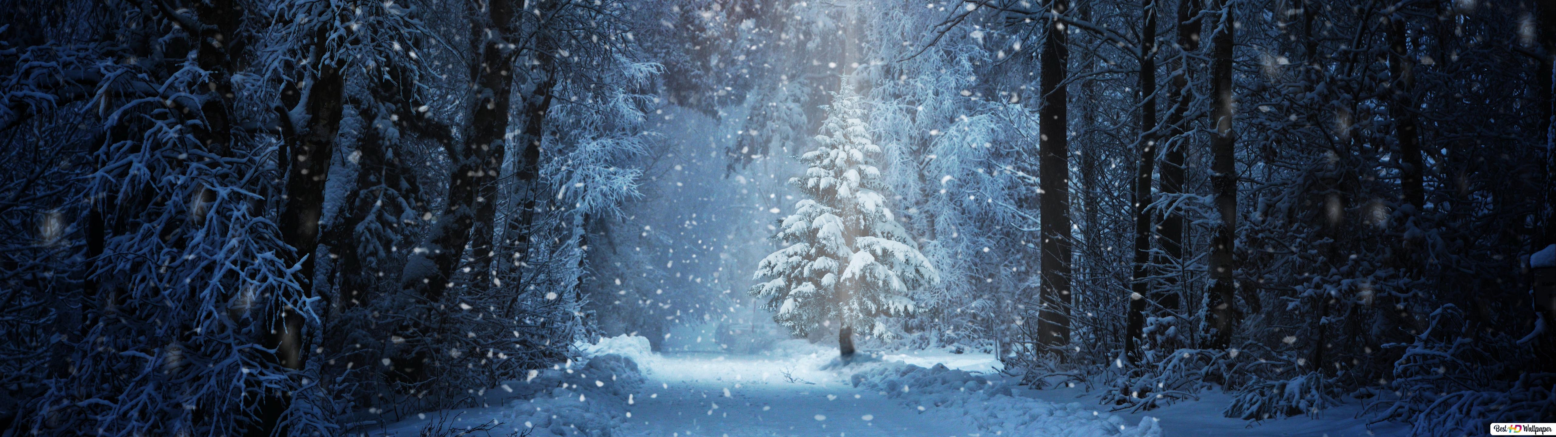 Tree on Snowy Winter Road HD wallpaper download