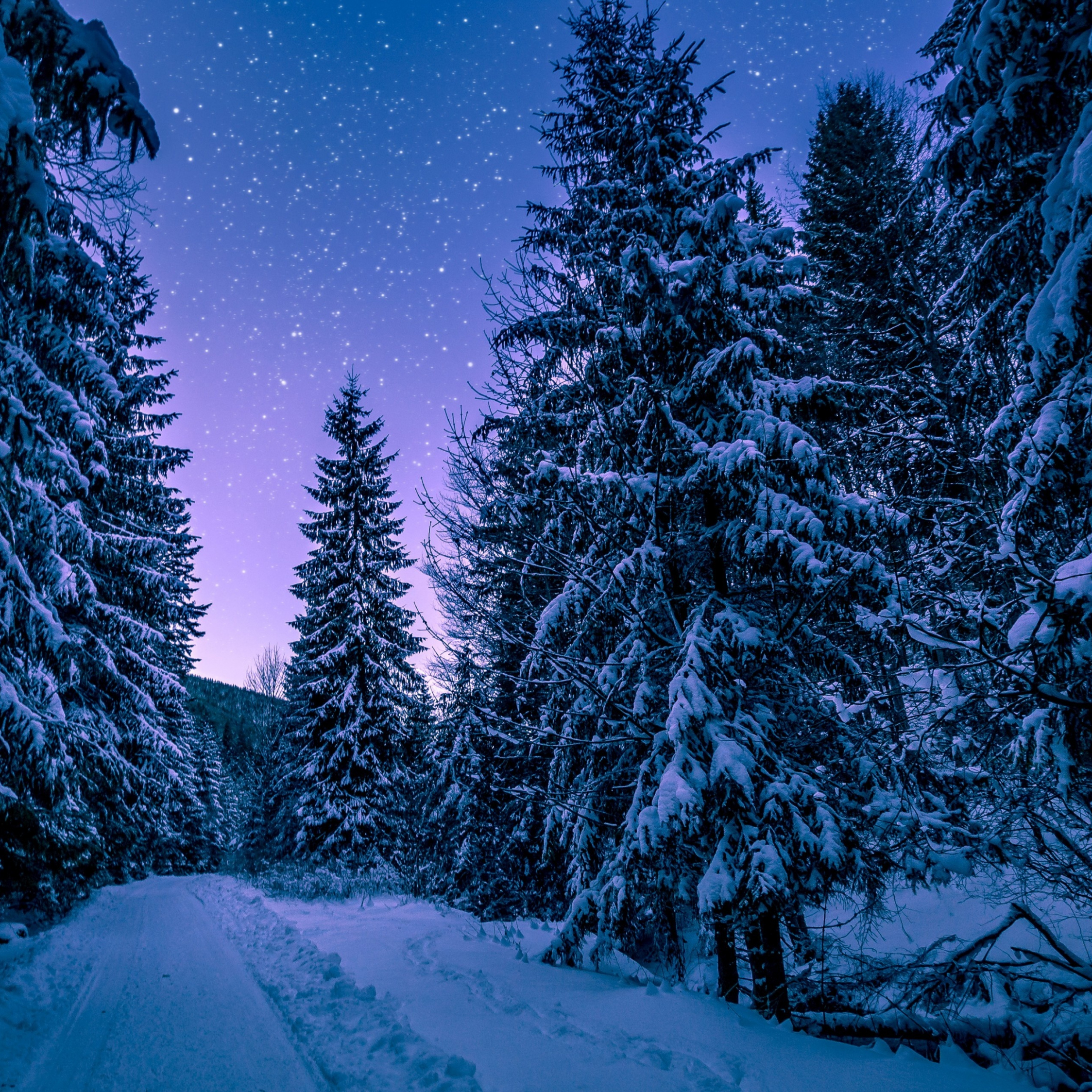 Download forest, trees, night, winter 2248x2248 wallpaper, ipad air, ipad air ipad ipad ipad mini ipad mini 2248x2248 HD image, background, 4117