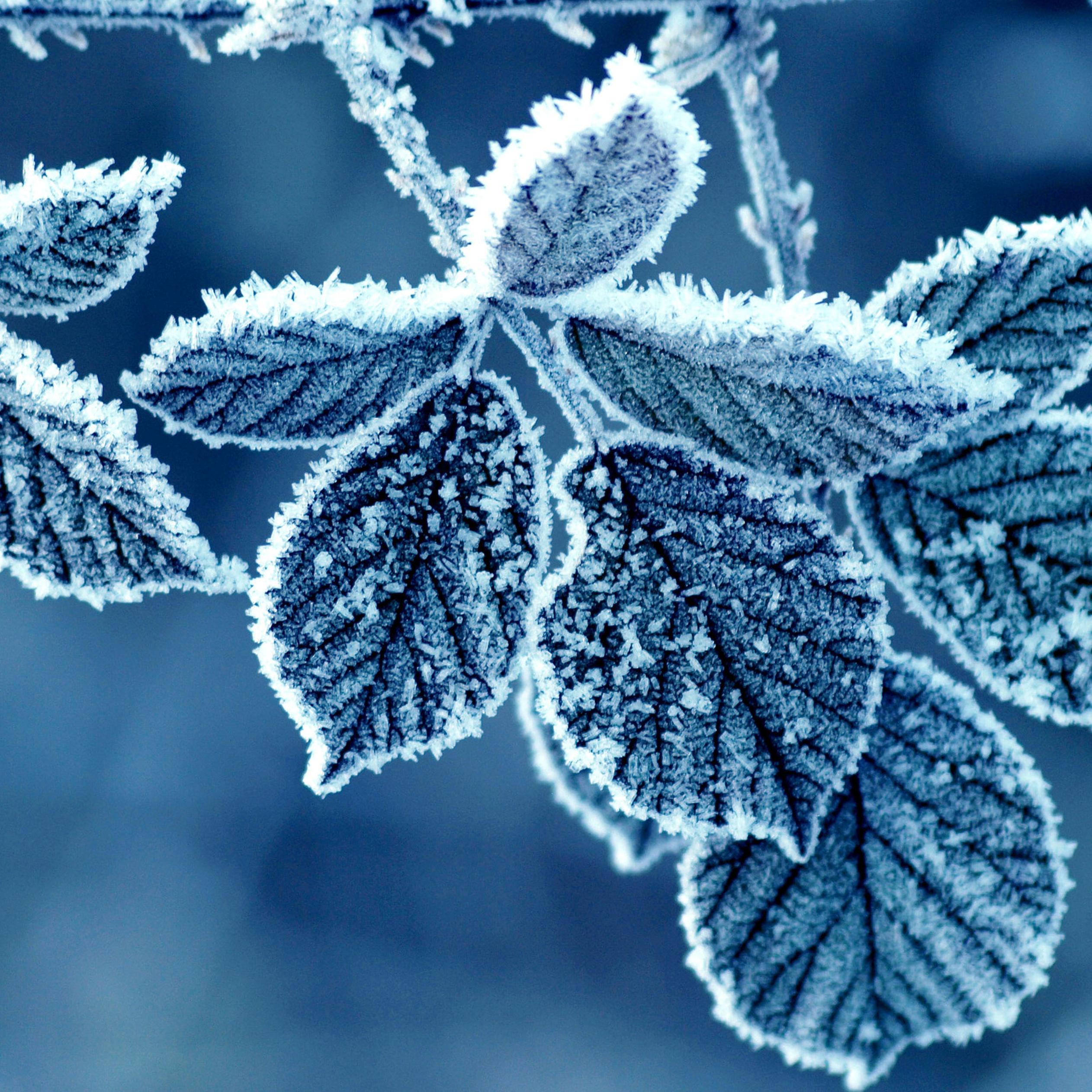 Wonderful frozen leaves winter season