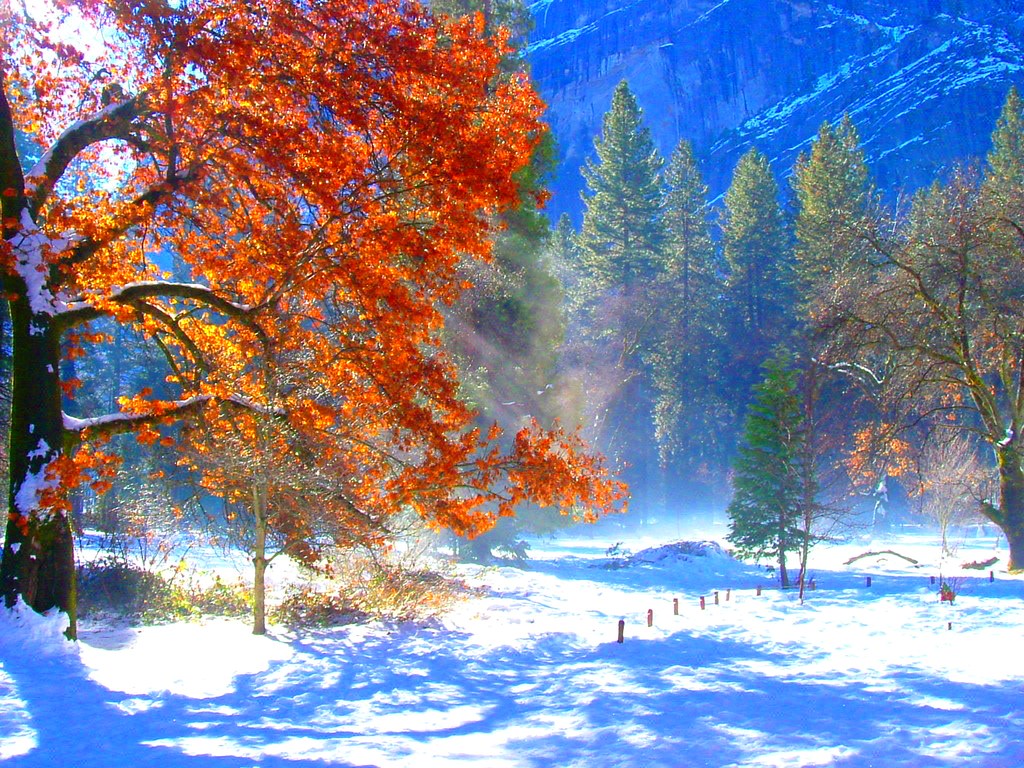 Yosemite Fall Colors in Winter. Taken from the back of