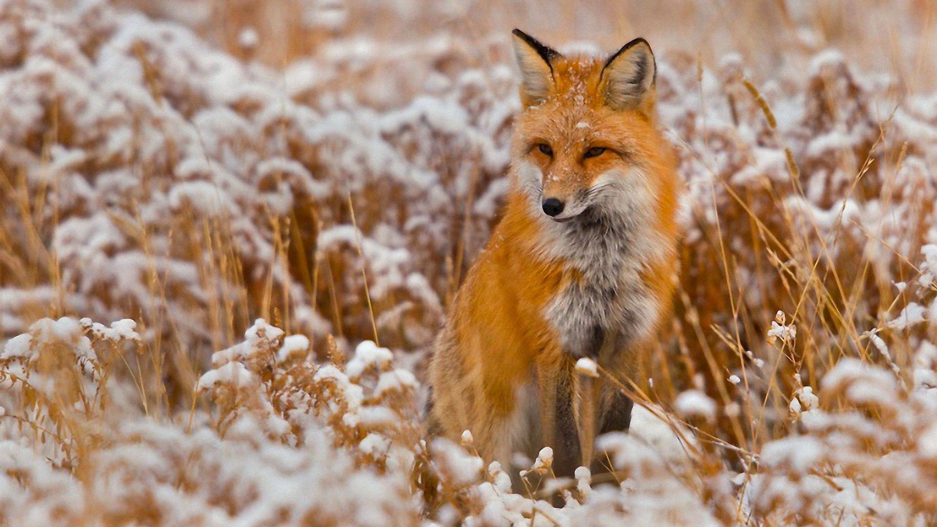 Wallpaper, 1920x1080 px, animals, foxes, red, winter 1920x1080