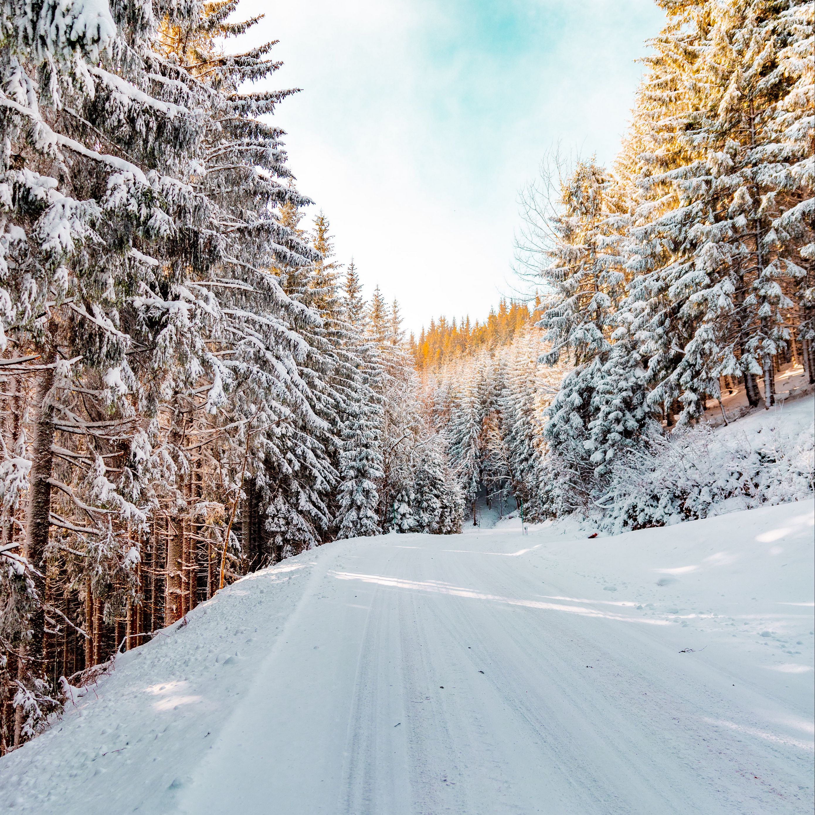 Download wallpaper 2780x2780 forest, winter, snow, road, sky, nature, winter landscape ipad air, ipad air ipad ipad ipad mini ipad mini ipad mini ipad pro 9.7 for parallax HD background