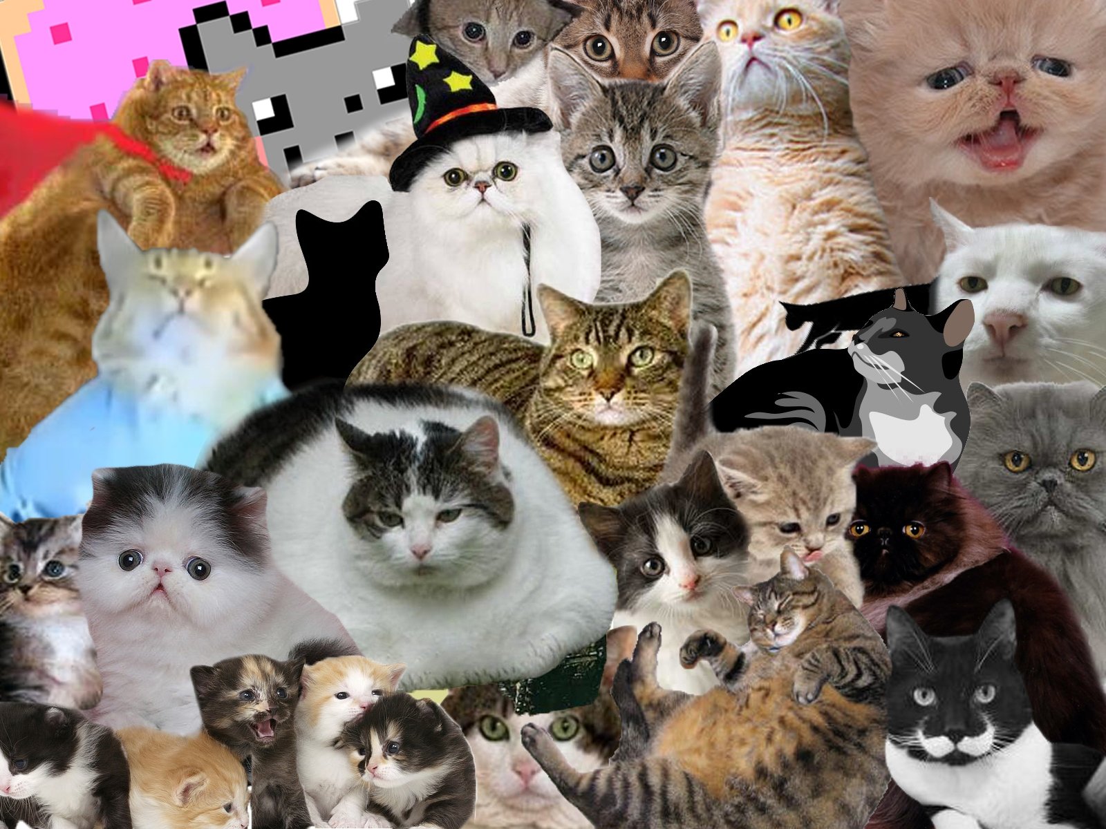 Cat Collage Wallpapers - Wallpaper Cave