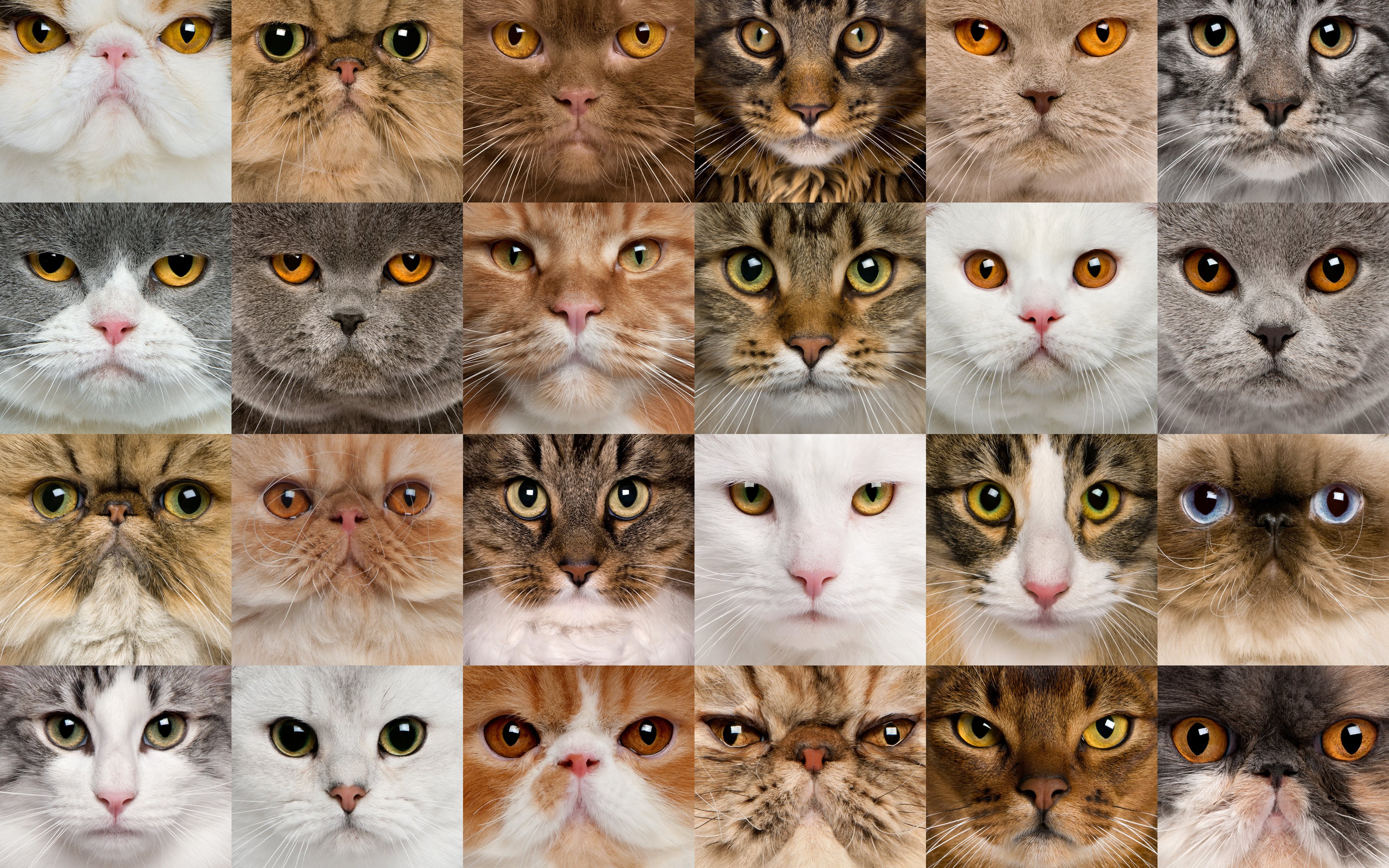 Download wallpaper breeds of cats collage, different cats, muzzle of cats, cute animals, cats, collage for desktop with resolution 3840x2400. High Quality HD picture wallpaper
