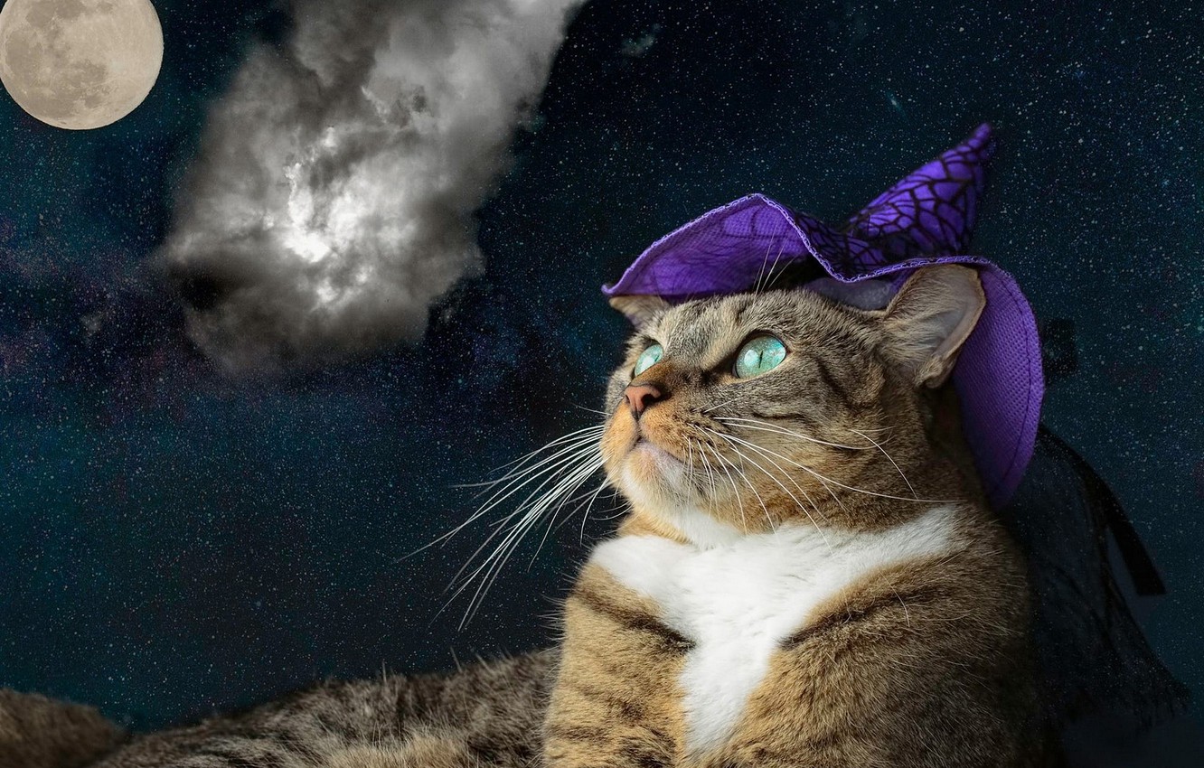 Wallpaper cat, purple, cat, look, face, space, clouds, night, grey, collage, the universe, the moon, hat, portrait, treatment, lies image for desktop, section кошки
