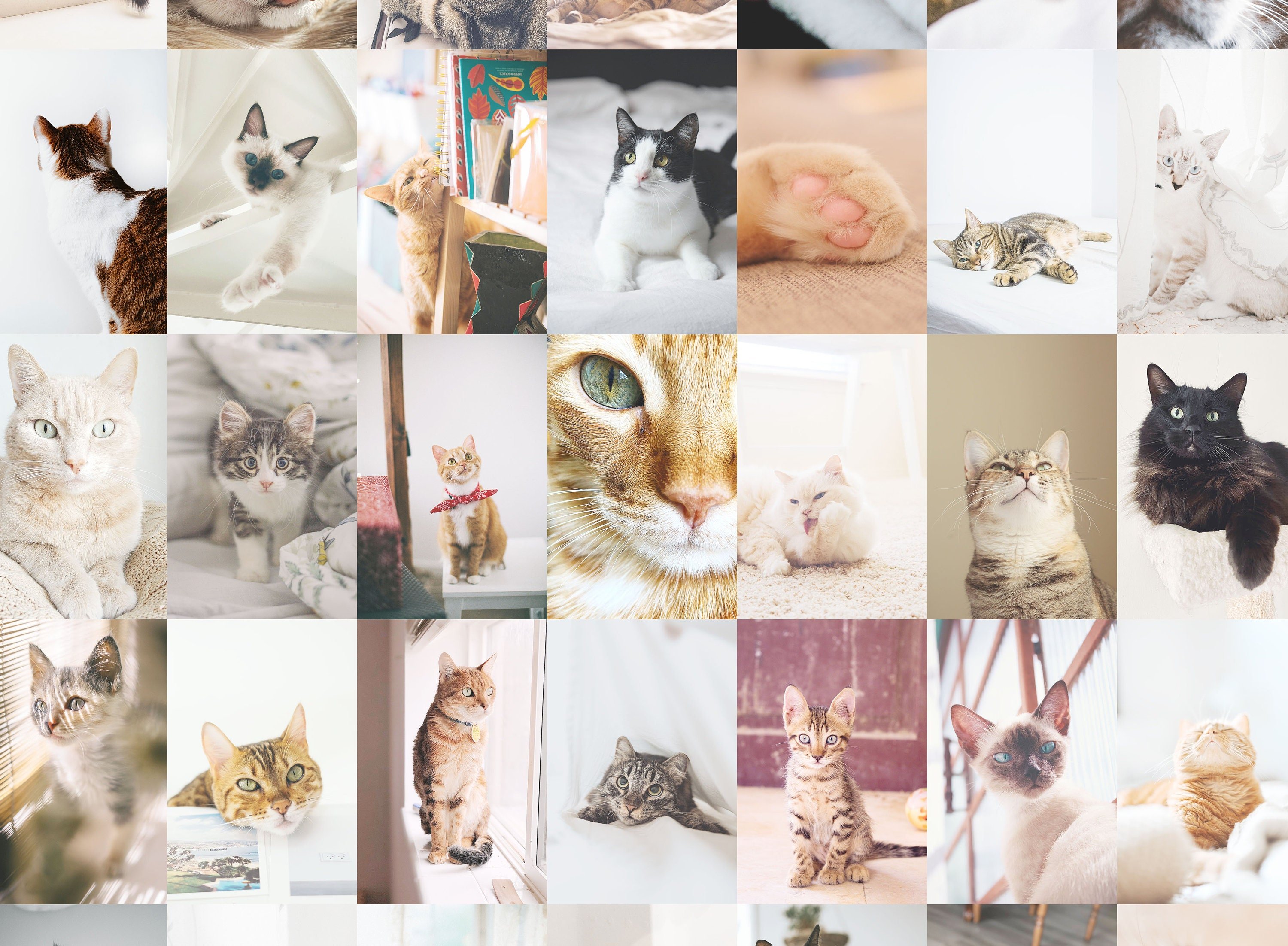 Cat Wall Collage Kit Photo Collage Room Decor Digital Collage