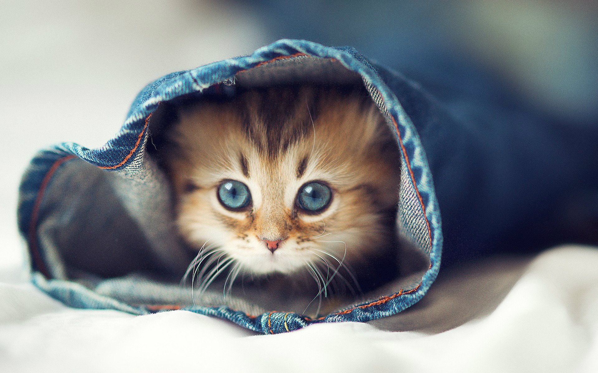 Beautiful Cat HD Wallpaper