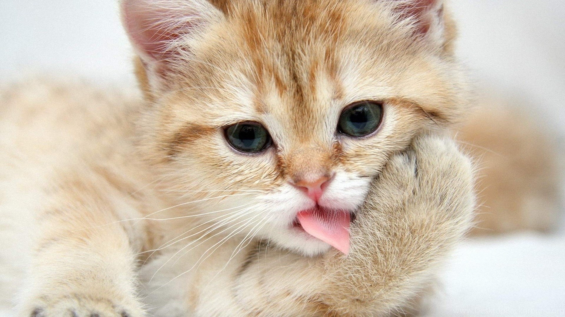 Latest Beautiful Cats Wallpaper Download HD Desktop Cats. Desktop Background