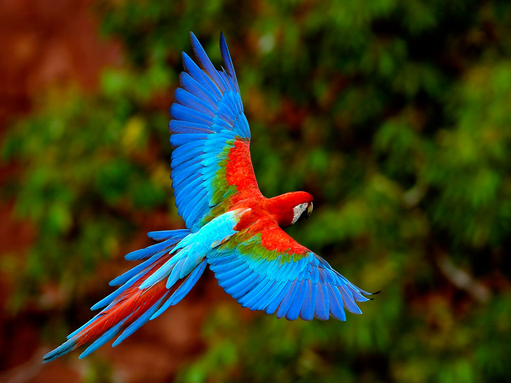 Free download Wallpaper Is Not Difficult To Get Beautiful Wallpaper Bird [1024x768] for your Desktop, Mobile & Tablet. Explore Get Wallpaper Free. Free Wallpaper, Get Free Wallpaper for Computer