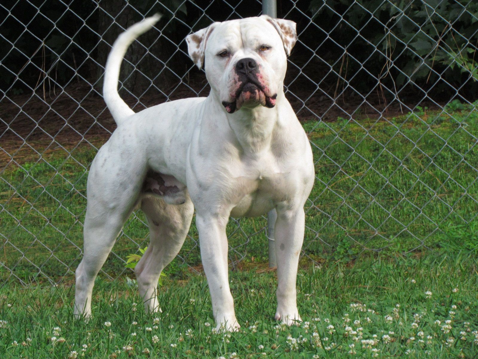 Muscular Bulldogs Wallpapers Wallpaper Cave