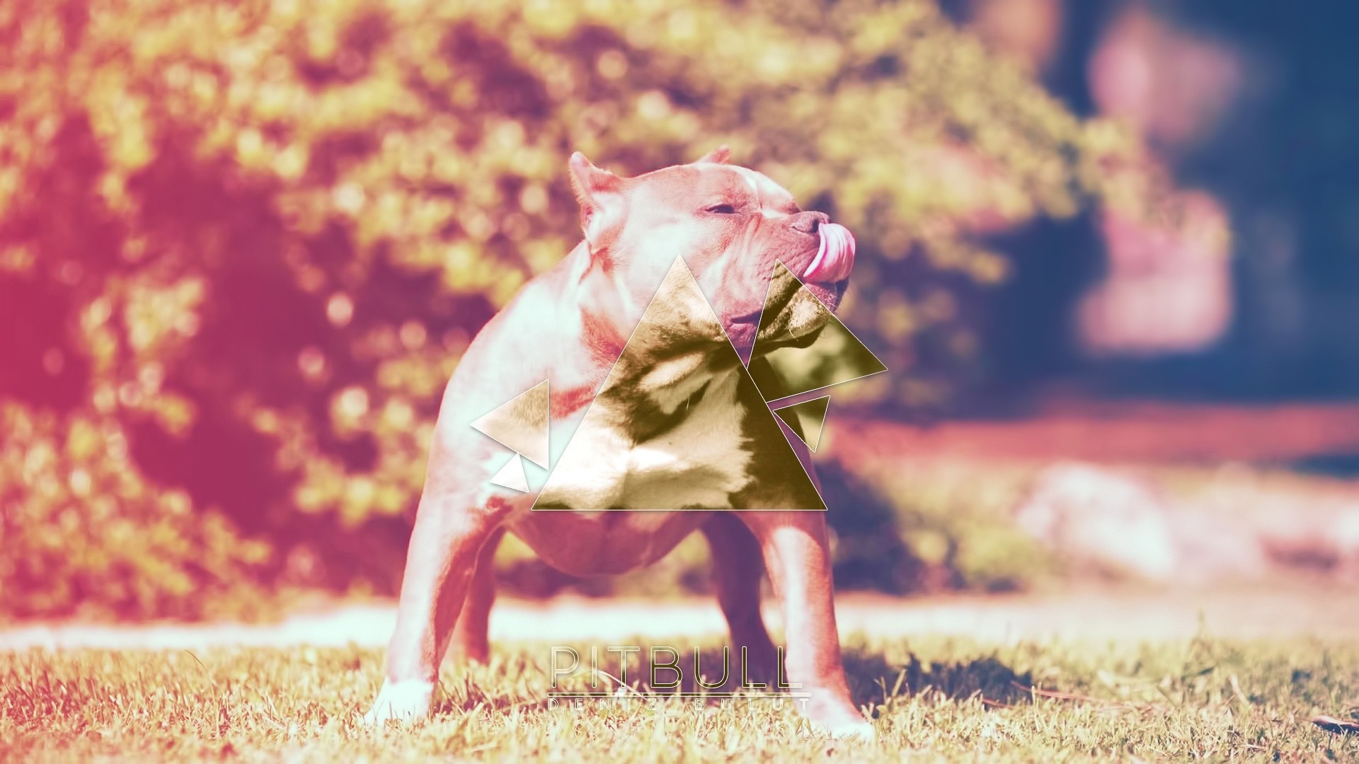 The desktop background (wallpaper) Muscular bulldog in the city park