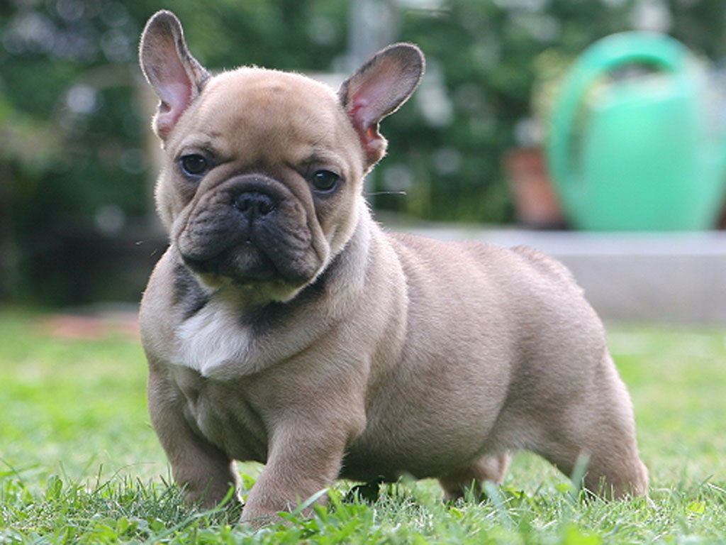 French Bulldogs and Shorty Bulls