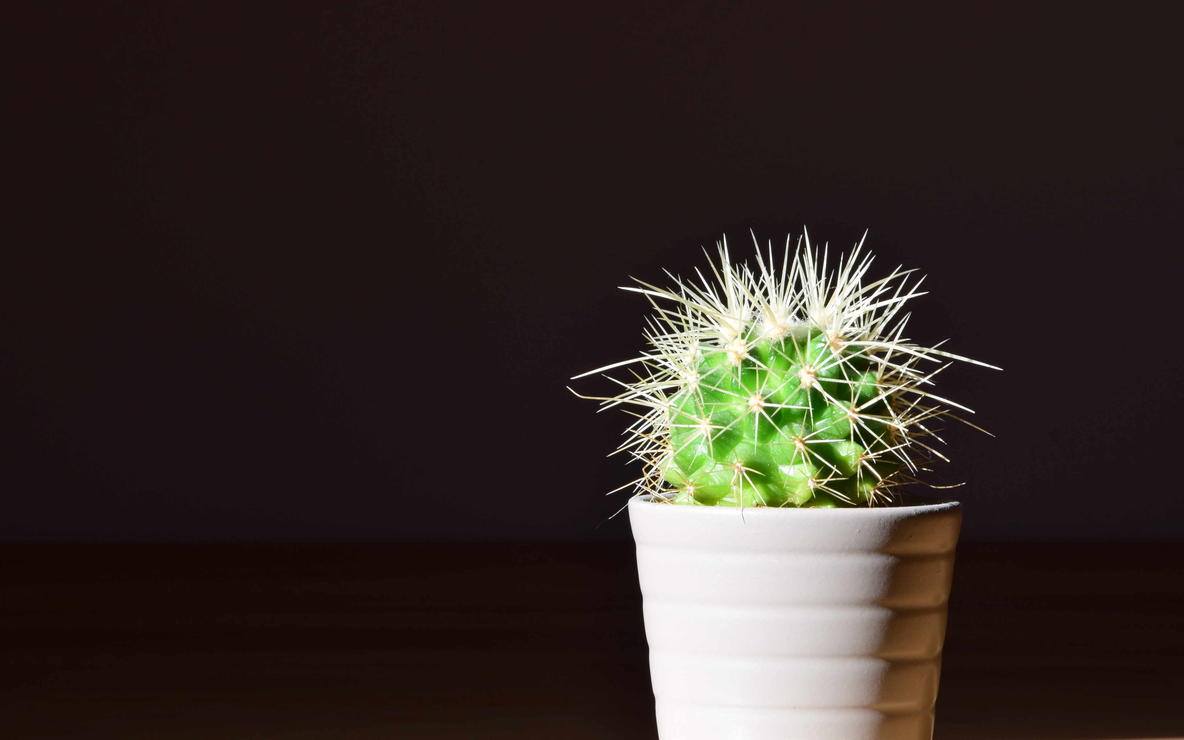 Cactus in flower pot Wallpaper 4k Ultra HD