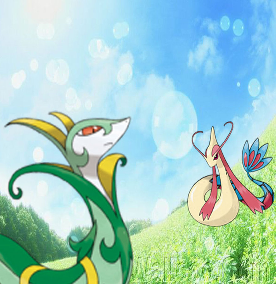 Free download pokemon serperior and milotic by laila549 [882x906] for your Desktop, Mobile & Tablet. Explore Serperior Wallpaper. Serperior Wallpaper