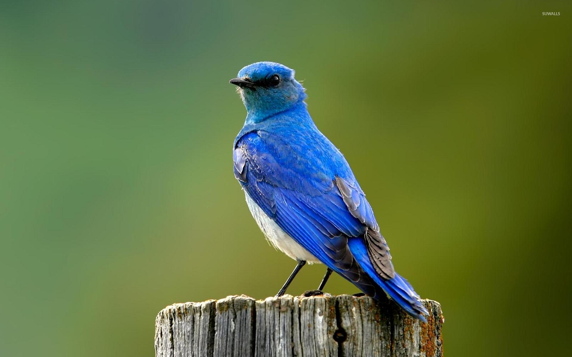 Mountain Bluebird wallpaper wallpaper