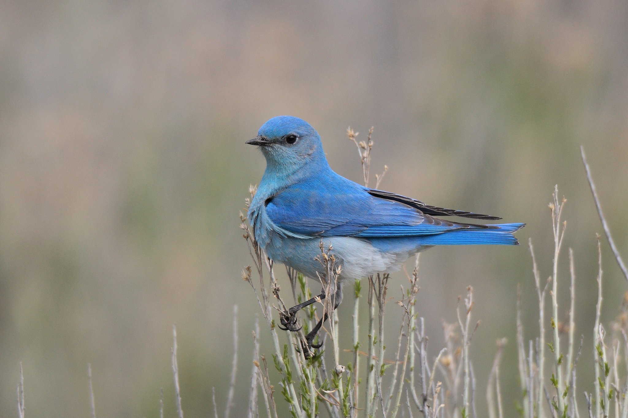 mountain bluebird hd